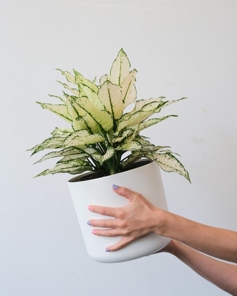 800x1000 Aglaonema White Kiwi Nunhead Gardener