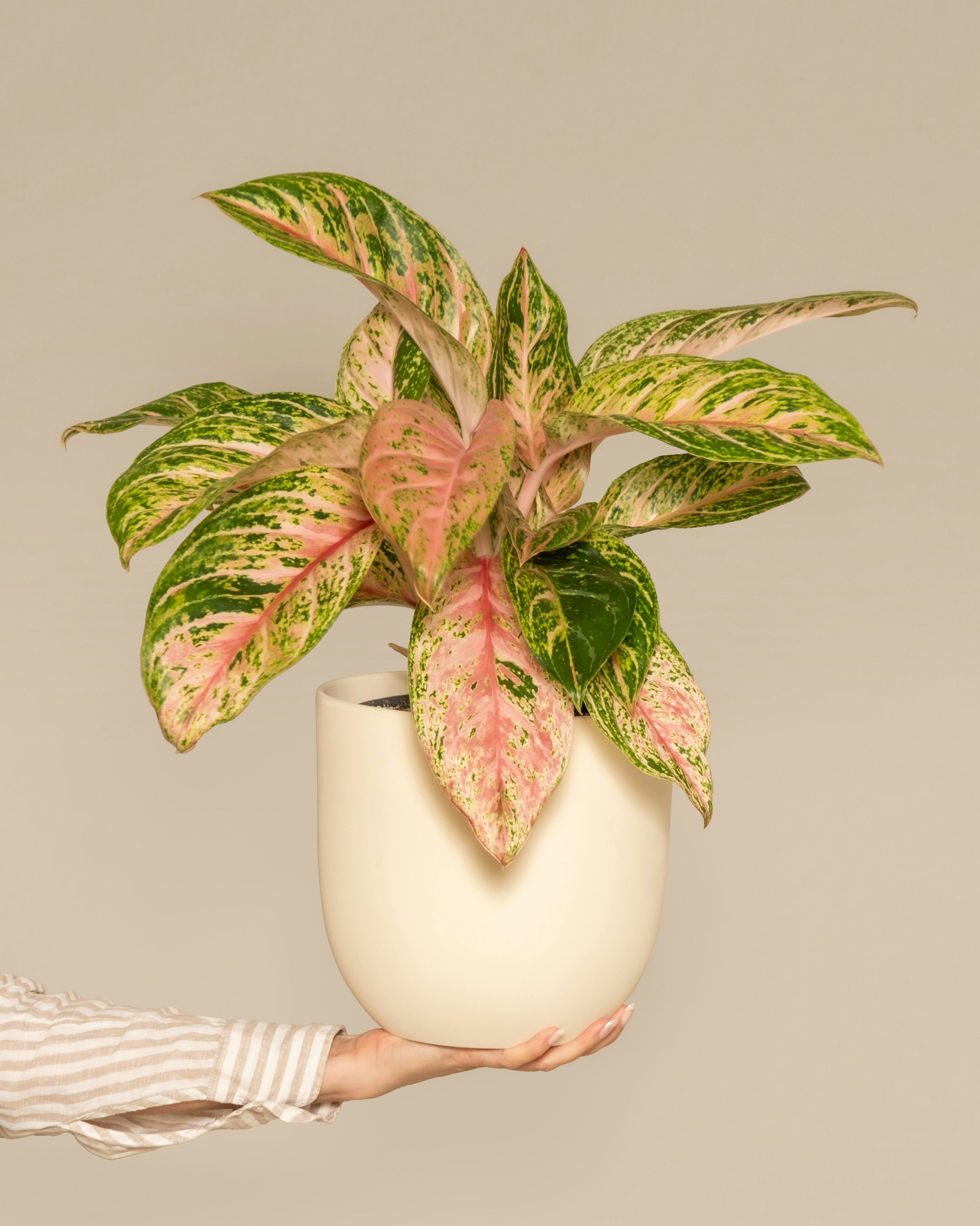 3000x3750 Aglaonema Picture. Download Free Image
