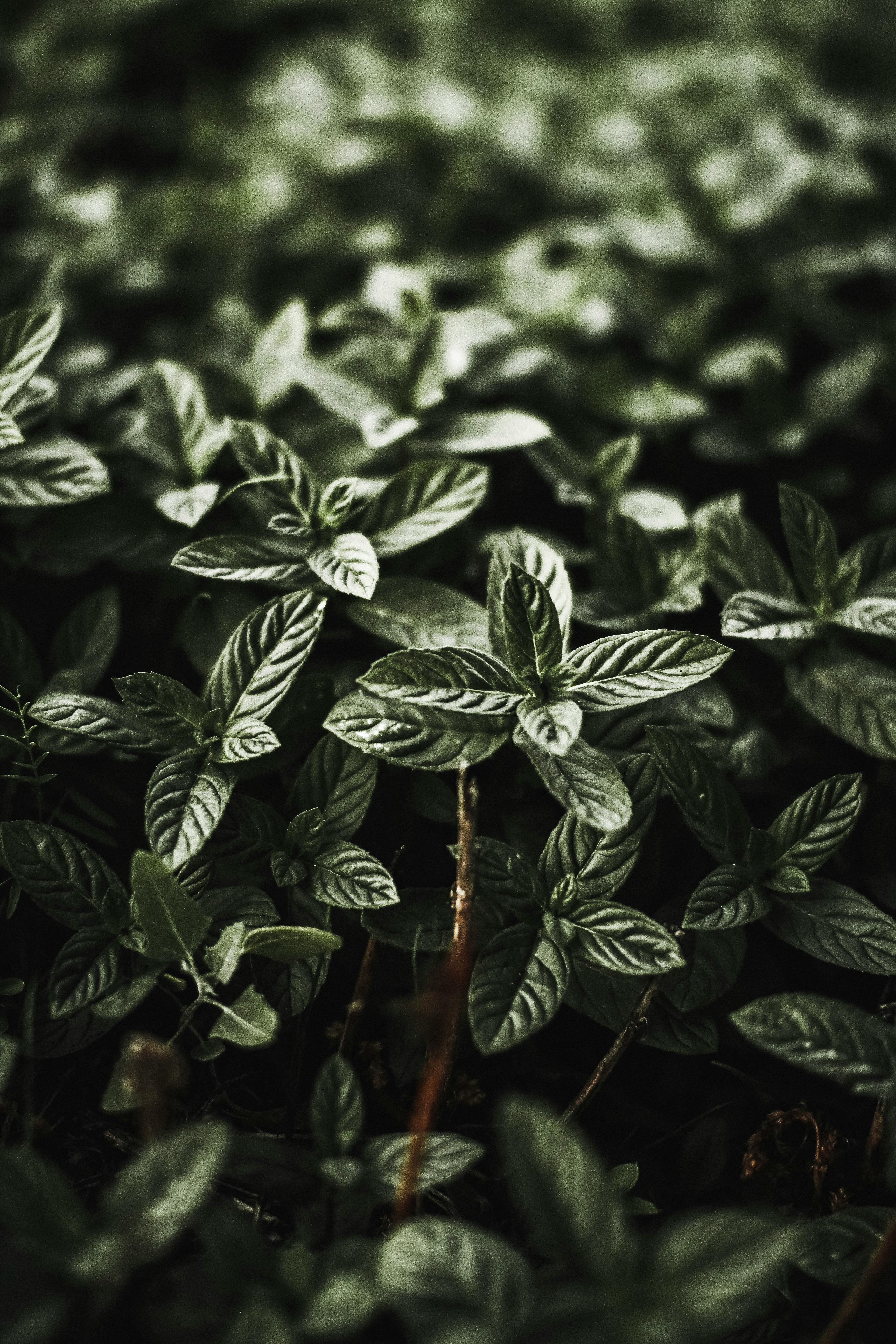 3456x5184 Close Up Of Variegated Aglaonema Leaves · Free