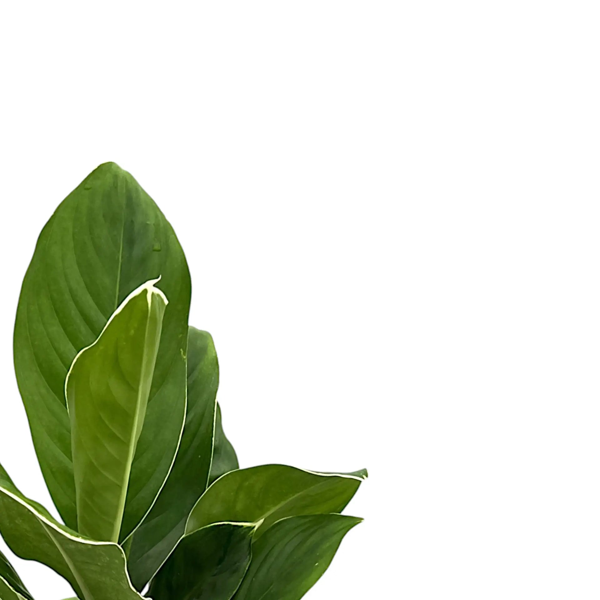 1920x1920 Aglaonema 'Cintho King'