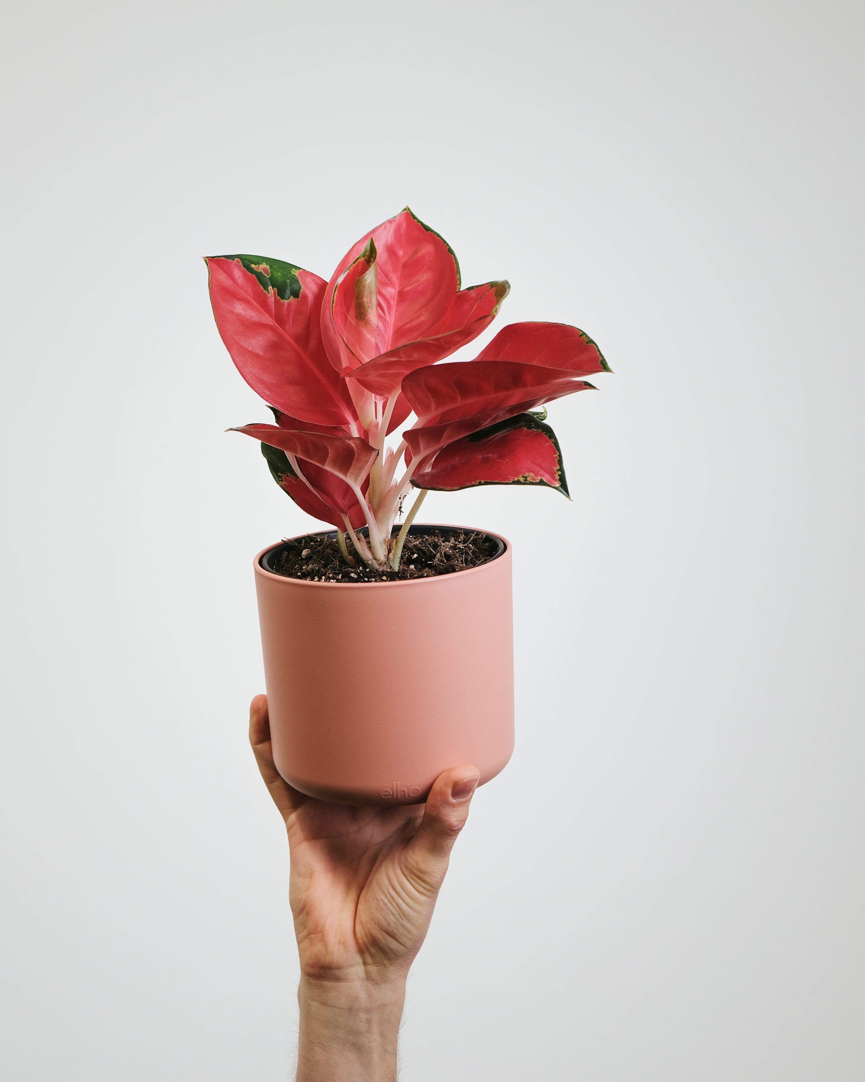 3000x3750 Aglaonema Picture. Download Free Image