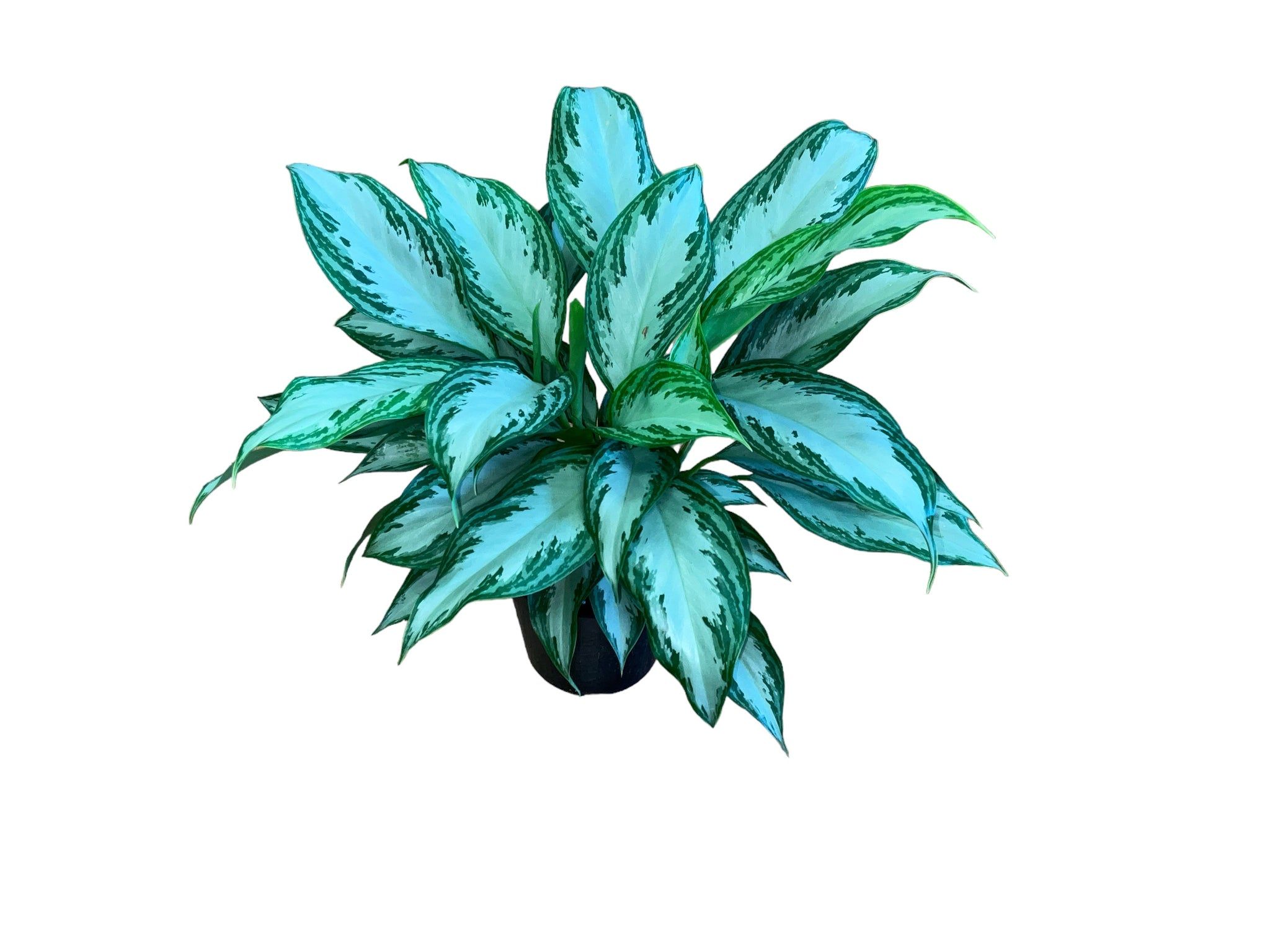 2048x1536 Aglaonema (pot not included)