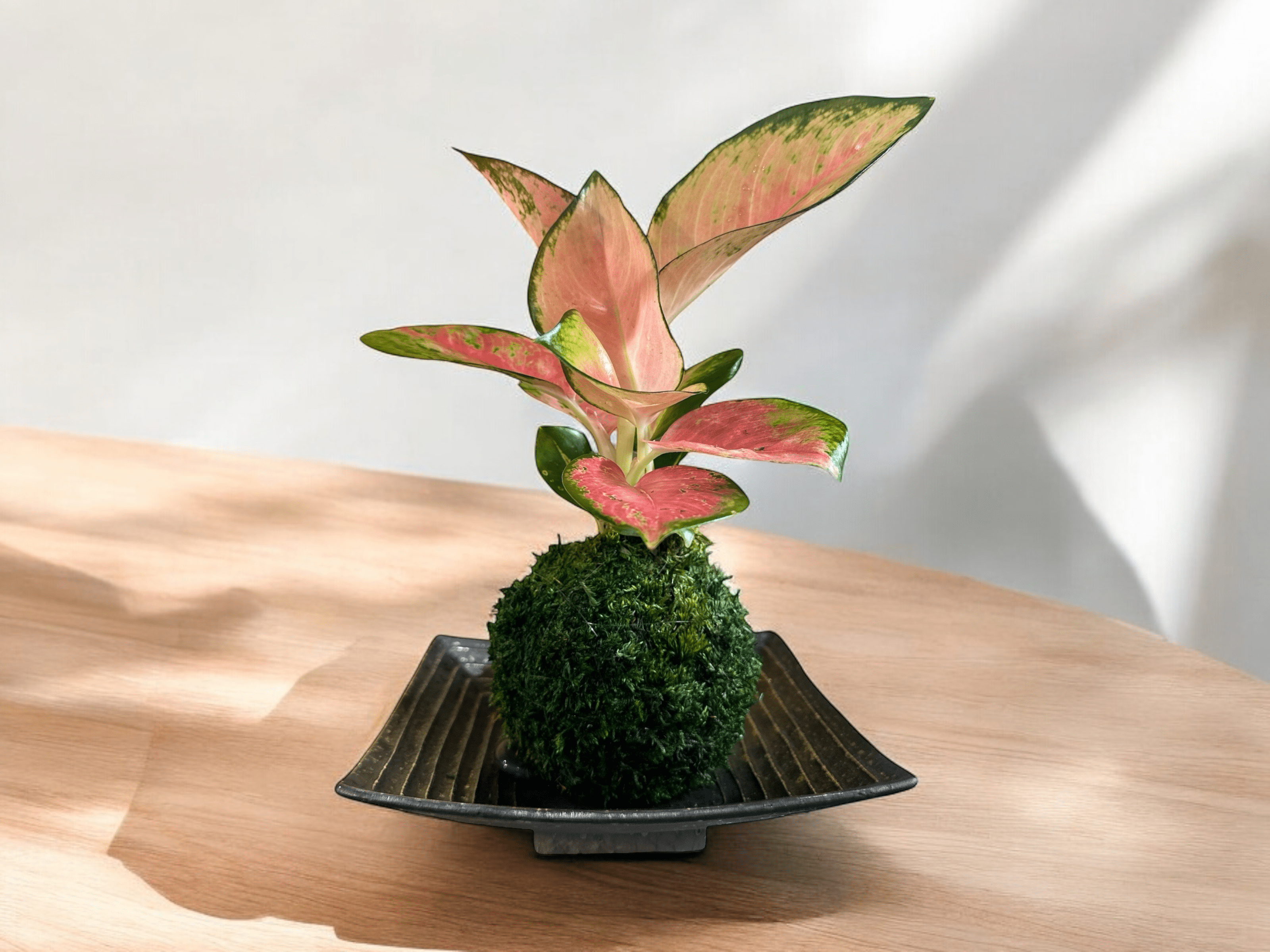3200x2400 Pink Aglaonema kokedama