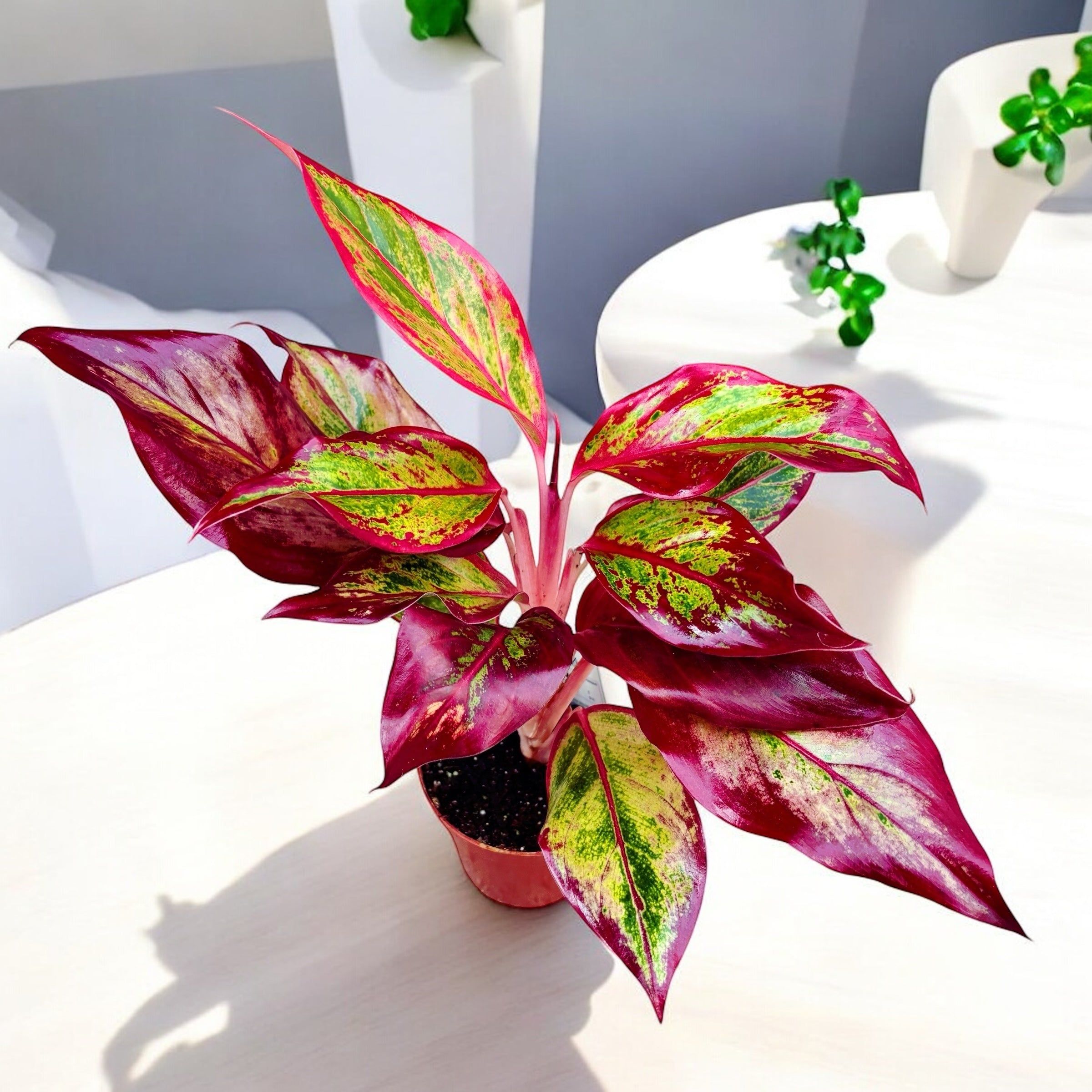 2400x2400 Aglaonema 'Crete Flame' (Red Fire)