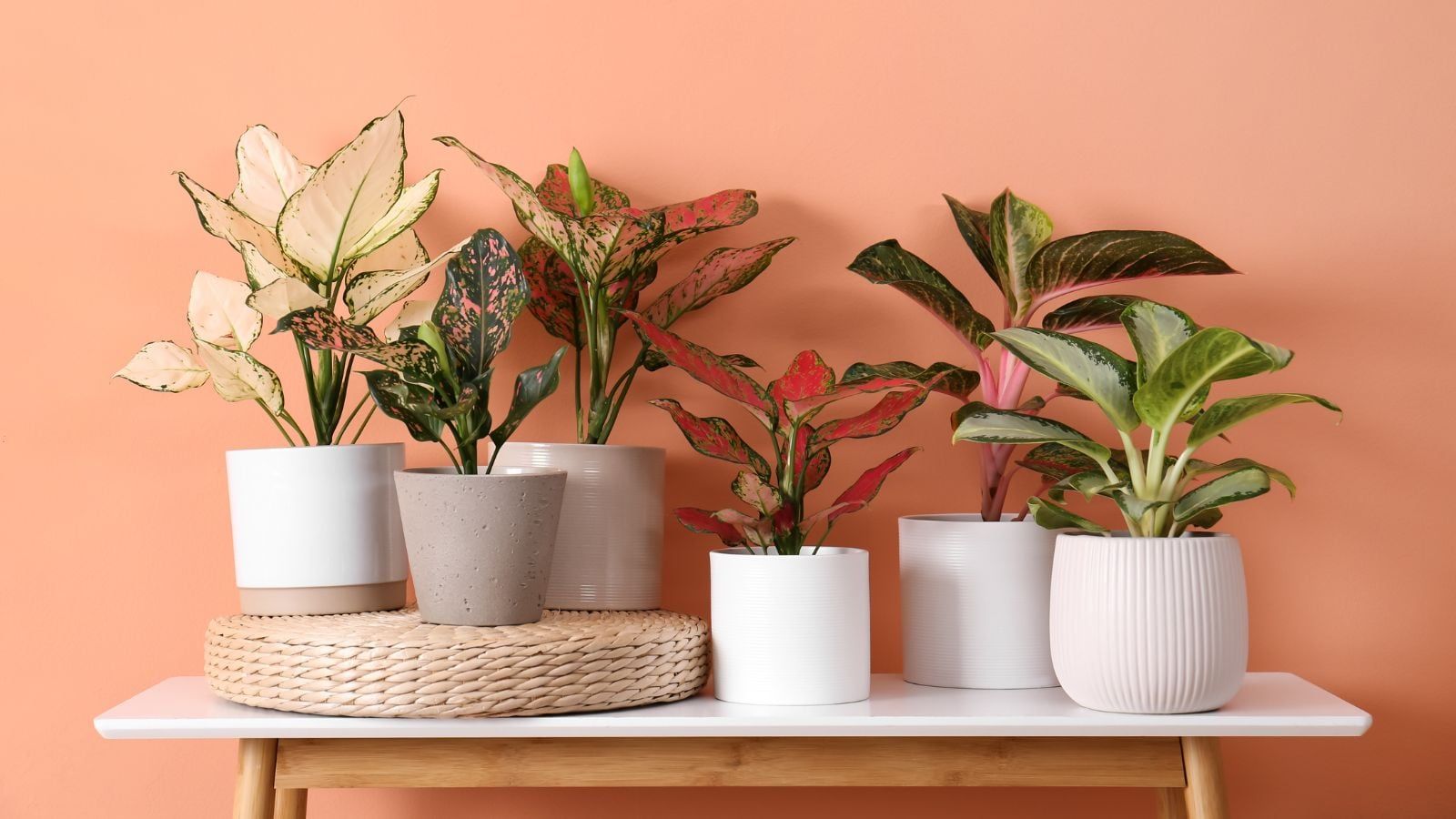 1600x900 How to Plant, Grow, and Care for Aglaonema