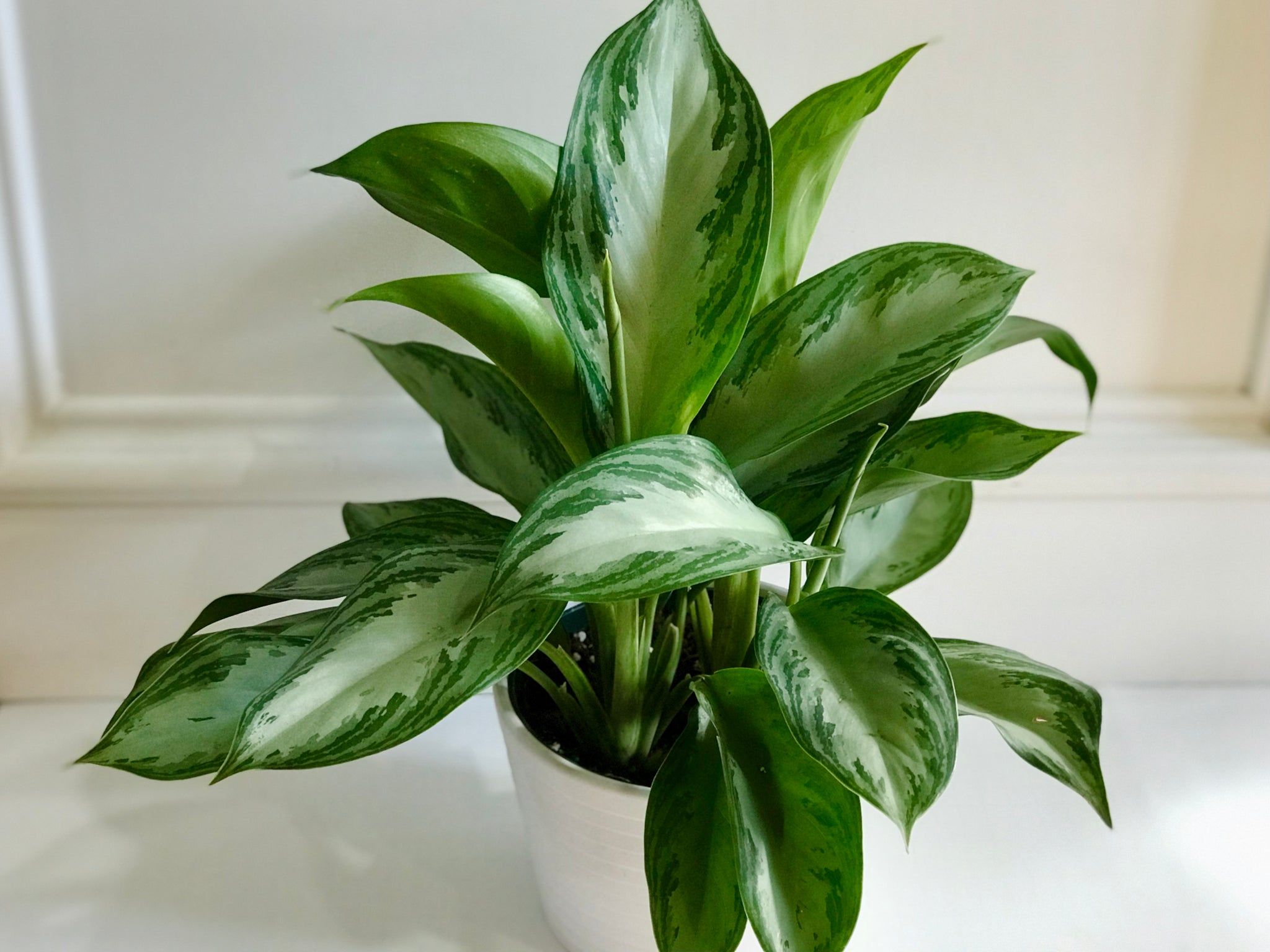 2048x1536 Silver Bay Chinese Evergreen (Aglaonema)