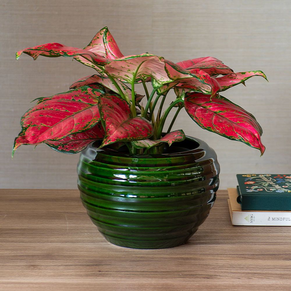 1000x1000 Chinese Evergreen 'Red Valentine'. White Flower Farm