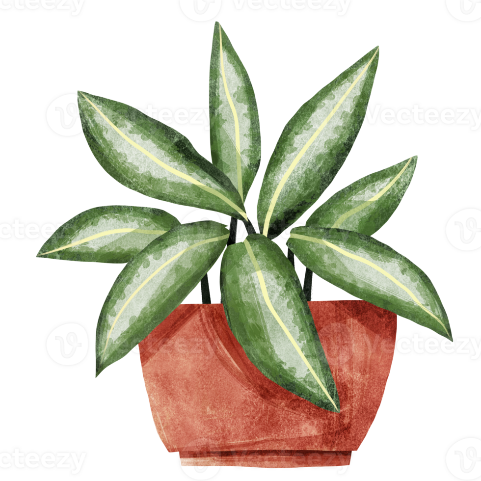 980x980 Aglaonema nitidum plant illustration clipart. Handdrawn potted plant with isolated background. Watercolor style house plant. 66660350 PNG