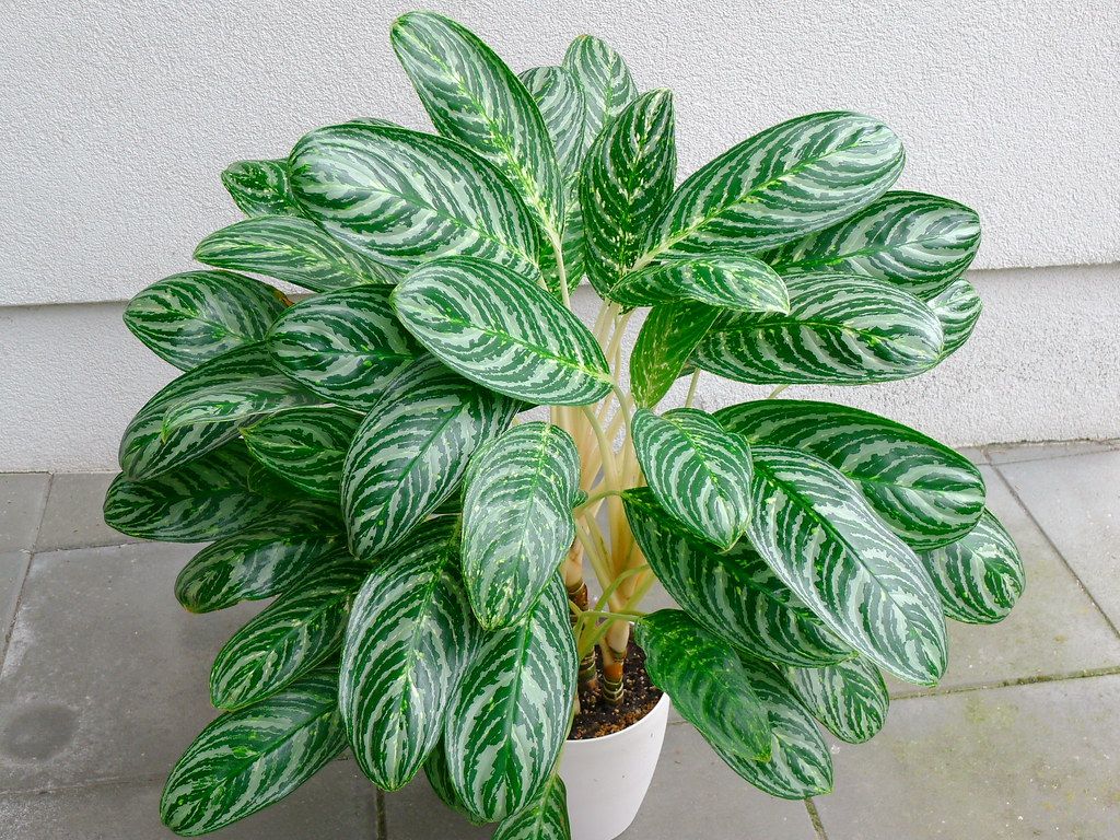 1024x768 Aglaonema Sun. Han Keat Lim