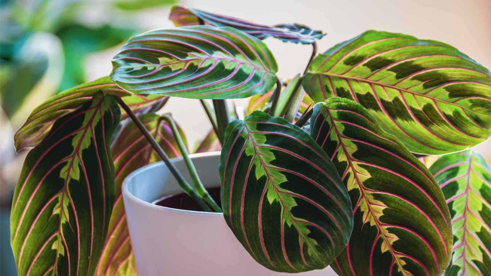 1600x900 How to Grow and Care for Prayer Plant (Maranta Leuconeura)