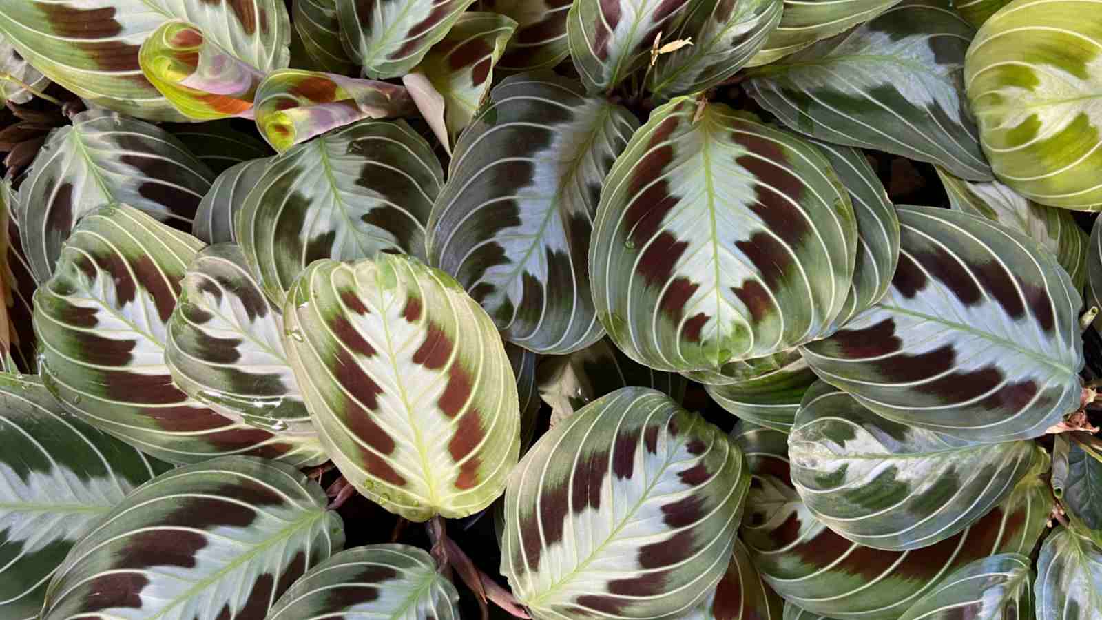 1600x900 How to Grow and Care for Prayer Plant (Maranta Leuconeura)