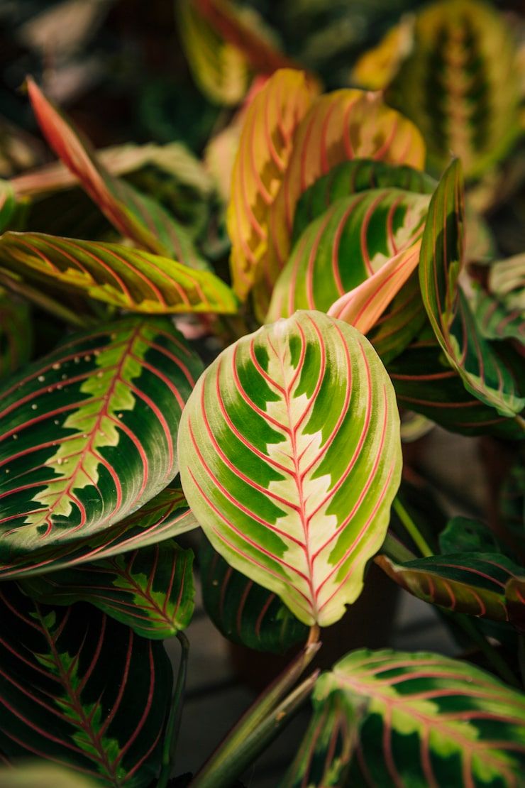 740x1110 Calathea maranta Image