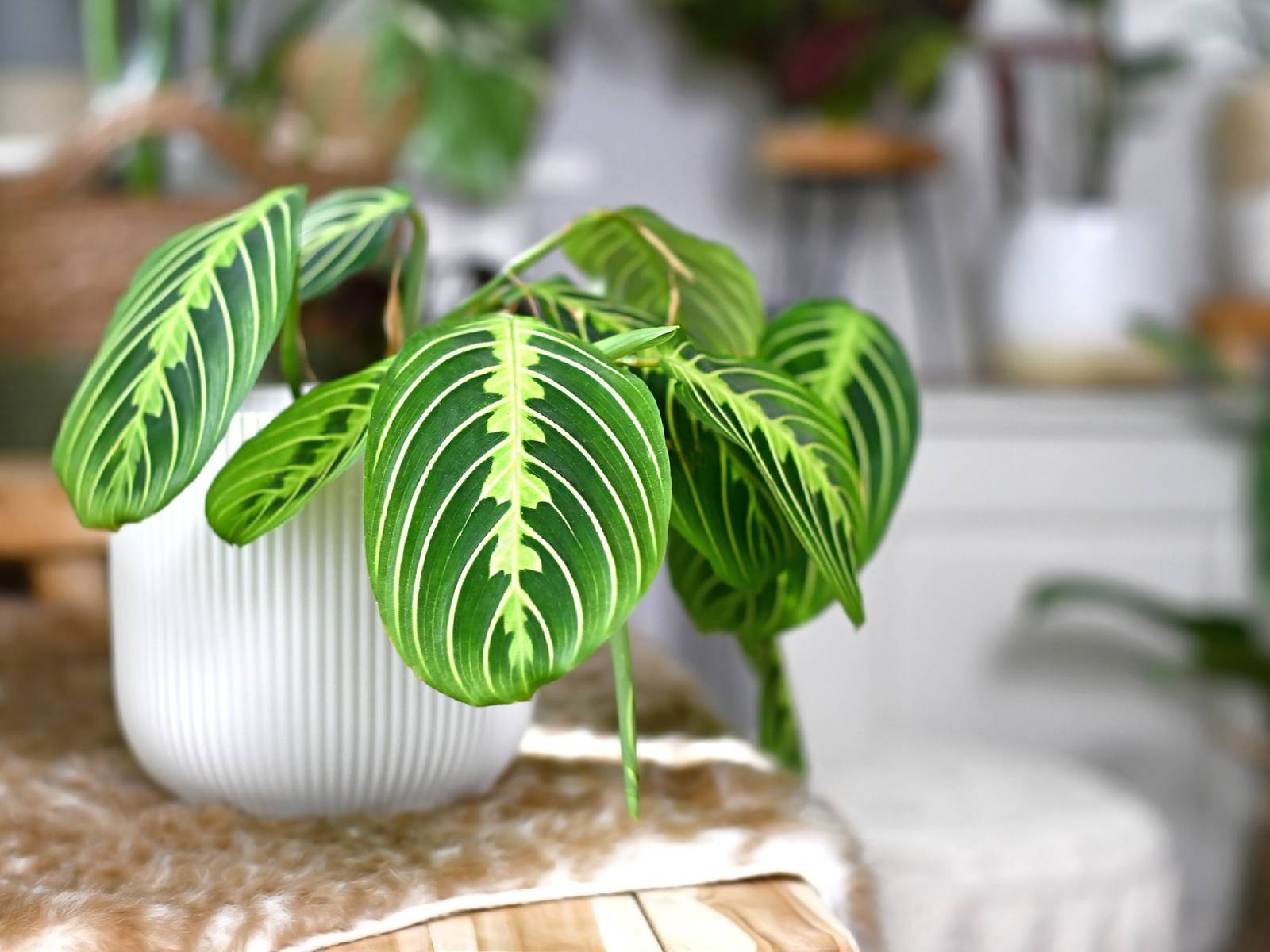 1600x1200 Add Prayer Plants To Your Houseplant Collection