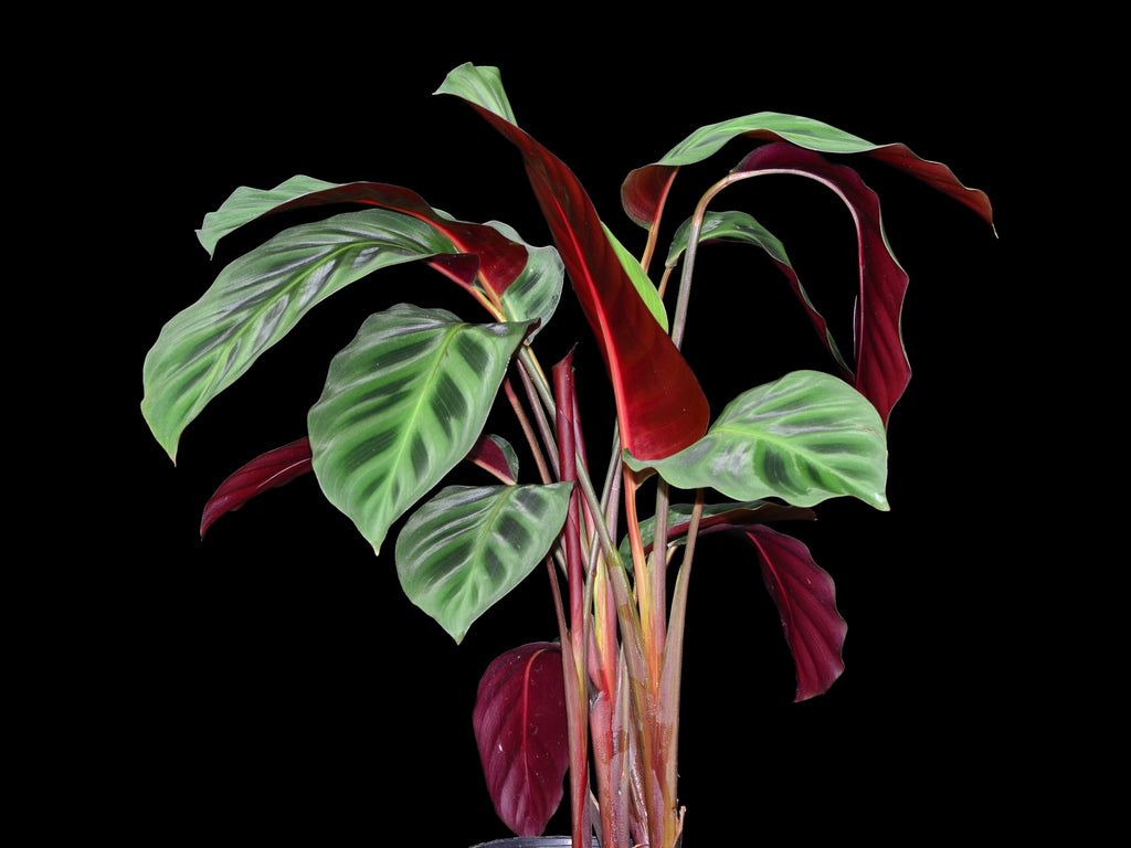 1024x768 Maranta leuconeura Red