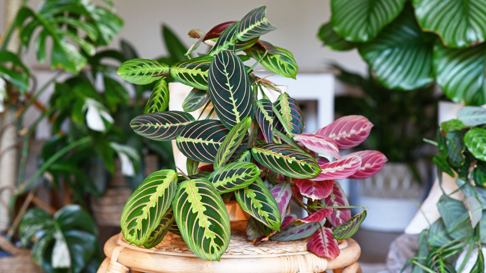 1920x1080 Why Are the Leaves on My Prayer Plant Curling? 4 Mistakes To Avoid