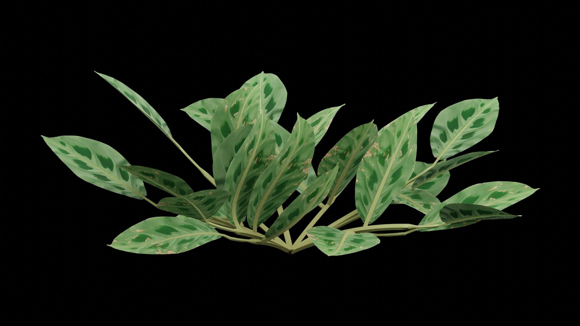 1920x1080 Maranta Prayer Plant