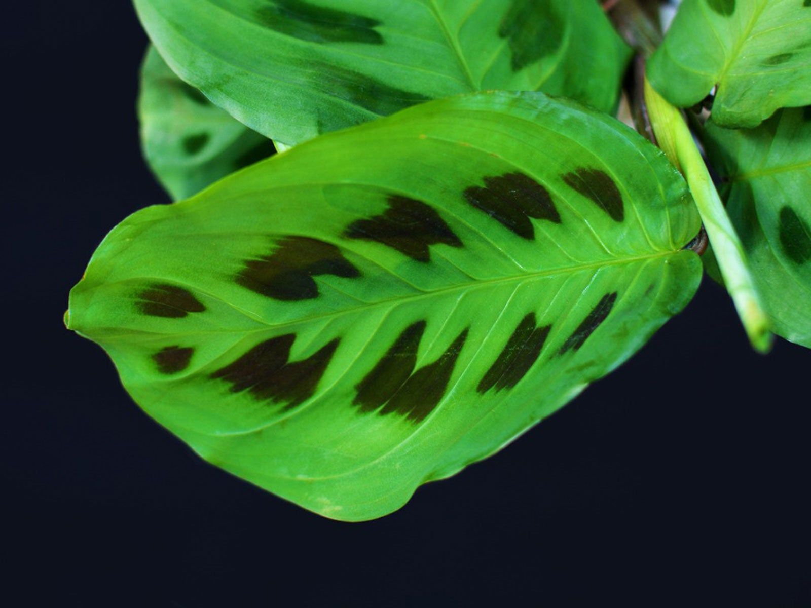 1600x1200 Rabbit's Foot Prayer Plant