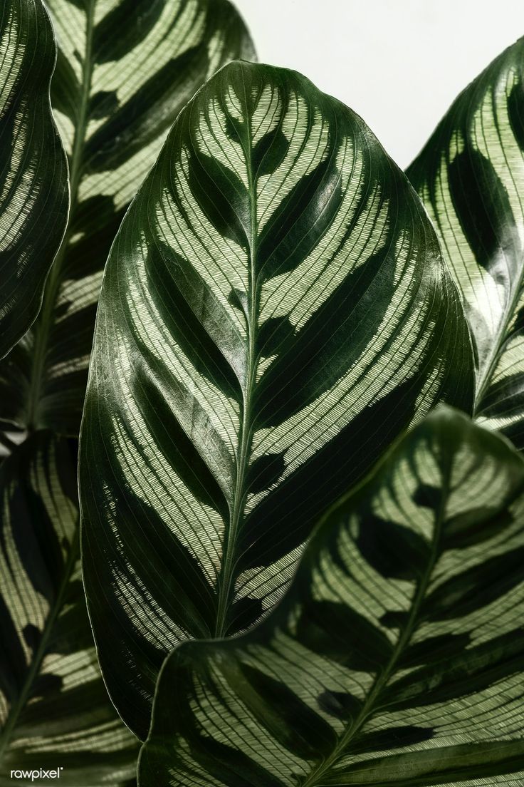 736x1104 Download premium image of Calathea Makoyana textured background by Jira about peacock, maranta, leaf texture, maranta botanical plant, and marantaceae 2355457