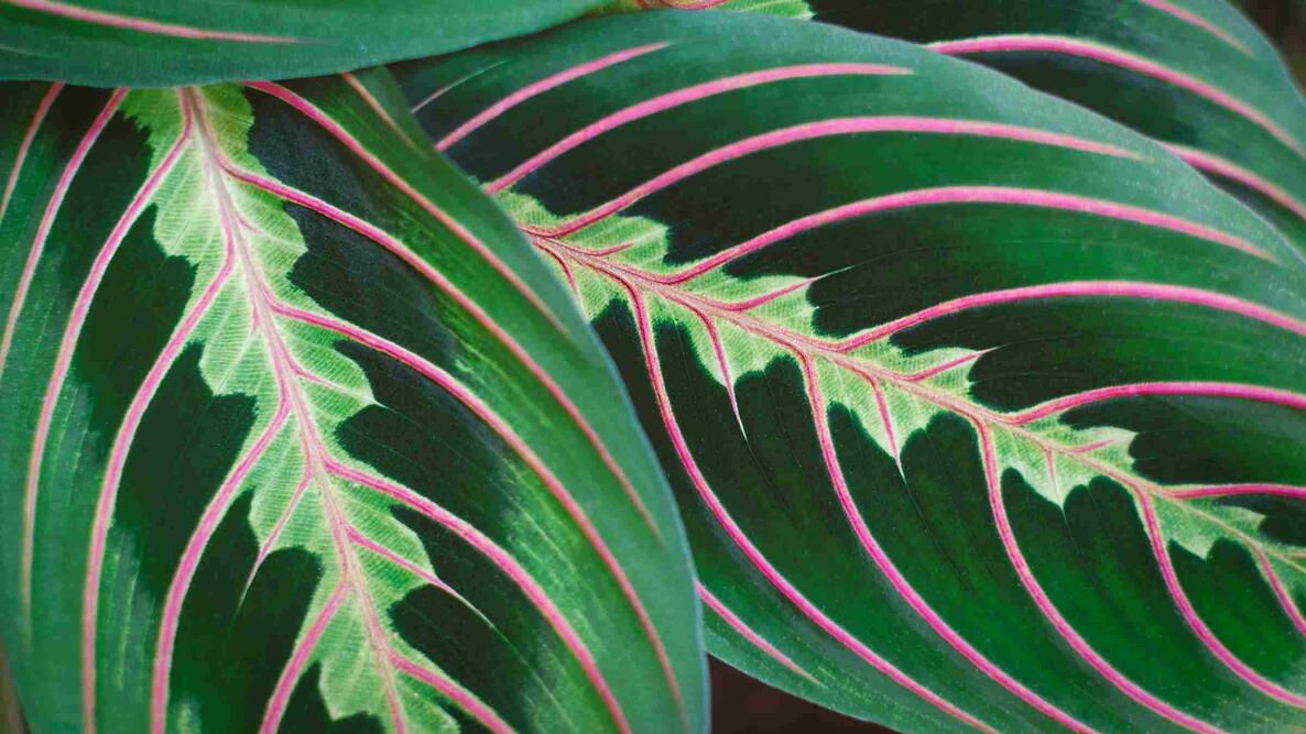 1186x667 Prayer Plant Care Guide: Tips for Thriving Maranta leuconeura