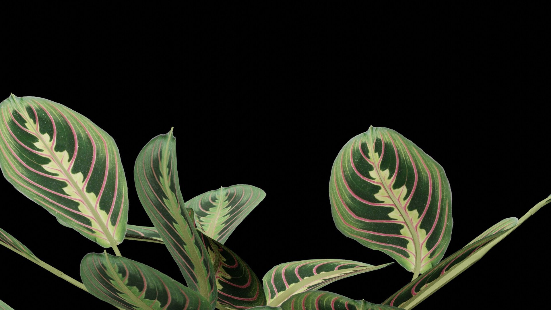 1920x1080 Maranta Prayer Plant