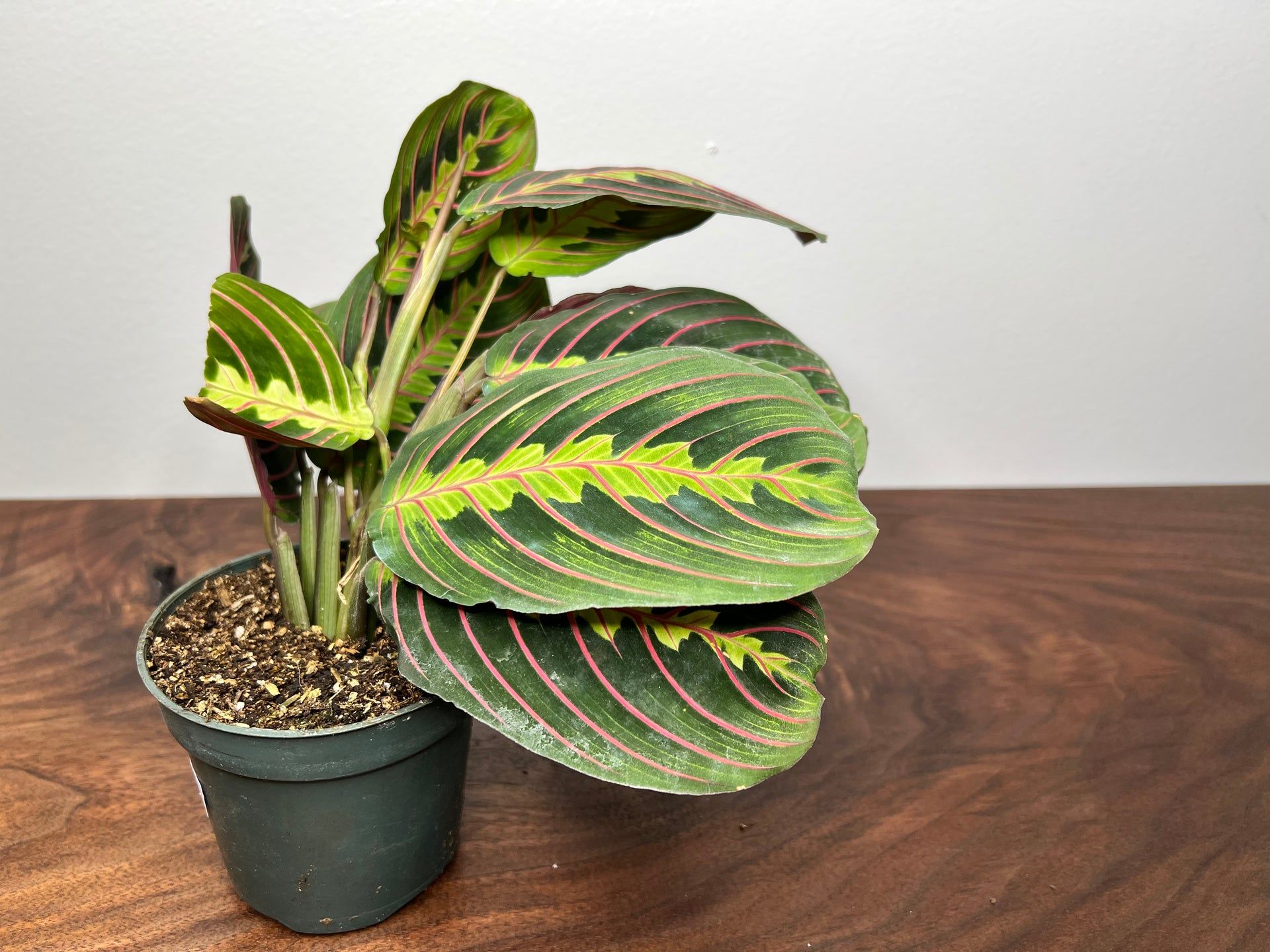 1920x1440 Maranta Red 4”