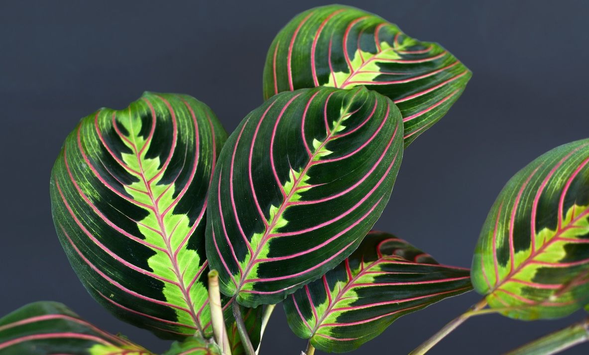 1183x713 Prayer Plant Care Guide: Tips for Thriving Maranta leuconeura