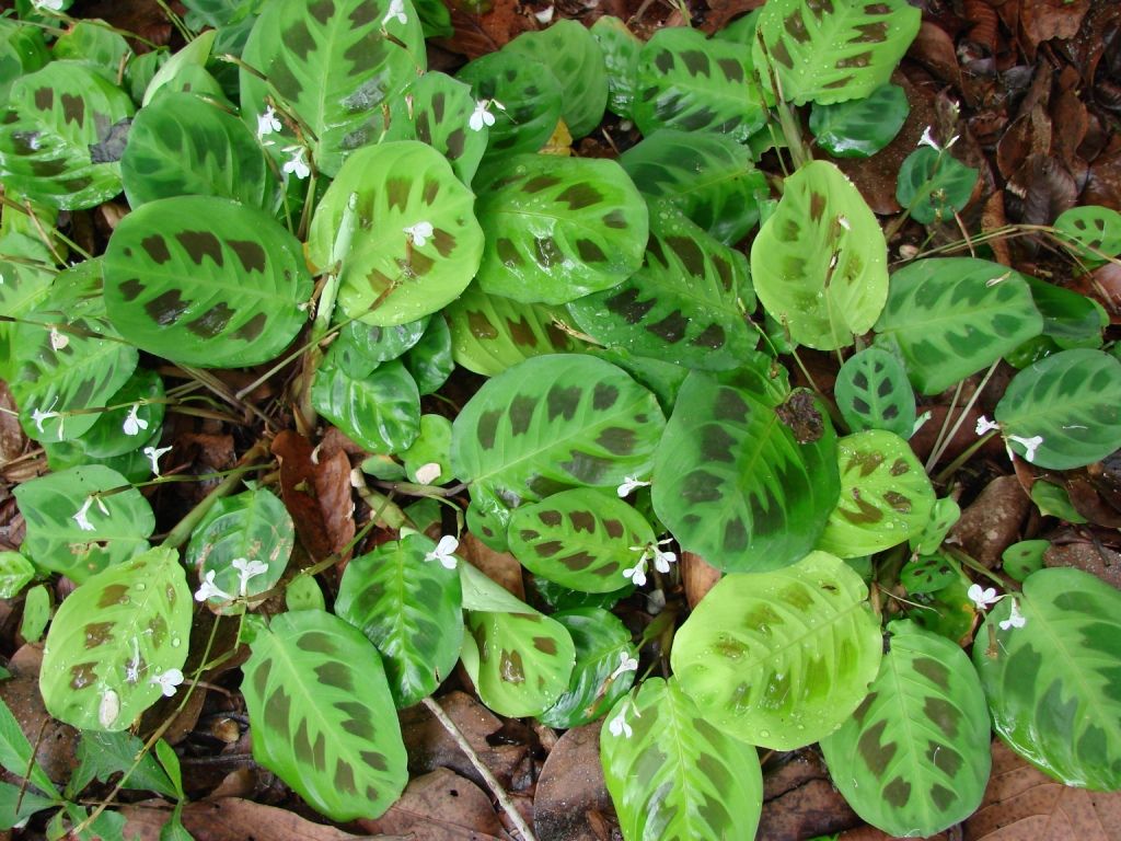 1024x768 Maranta
