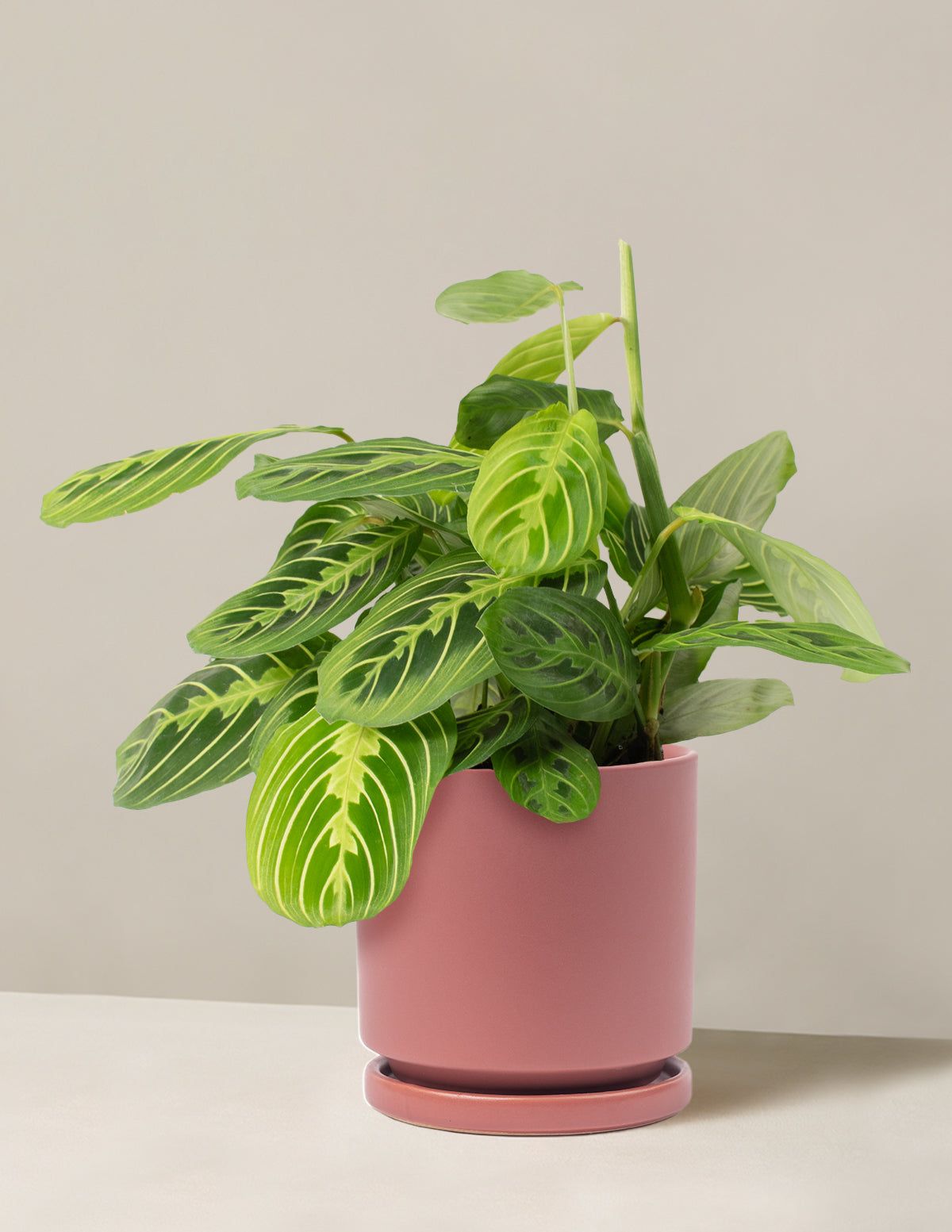 1200x1553 Lemon Lime Prayer Plant (6 10 Tall) Black Planter. Vibrant, Unique, Captivating Foliage