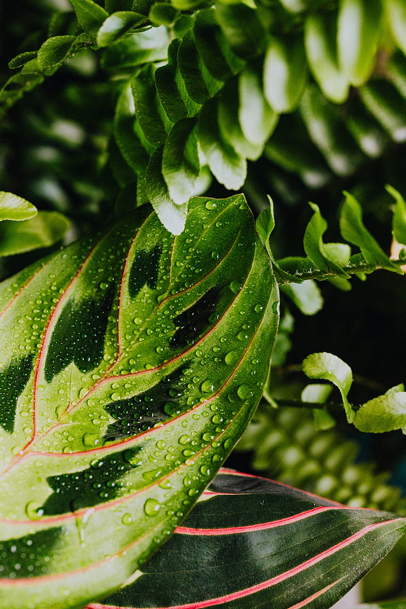 800x1200 Green Leaf Plant With Water Droplets, HD phone wallpaper