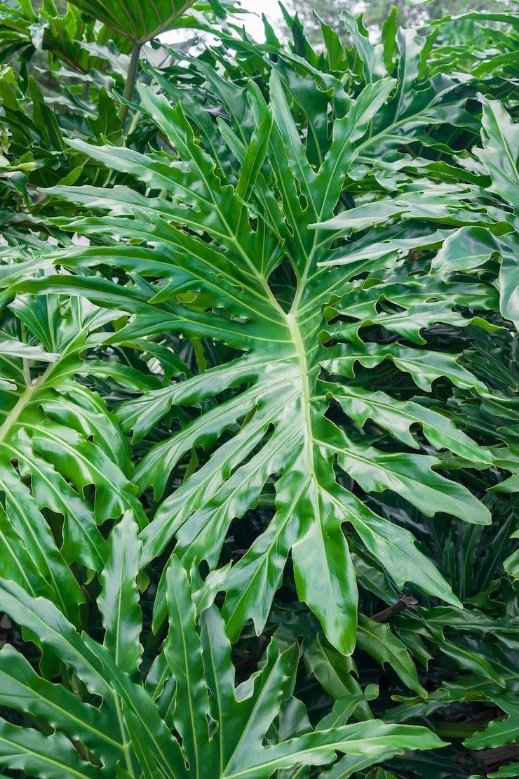 740x1110 Calathea maranta Image