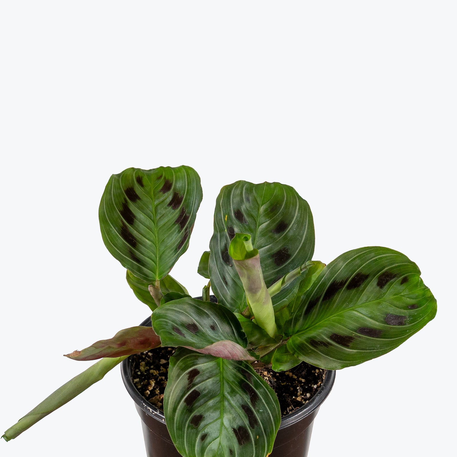 1600x1600 Maranta Black Prayer Plant. Care Guide and Pro Tips from Toronto across Canada