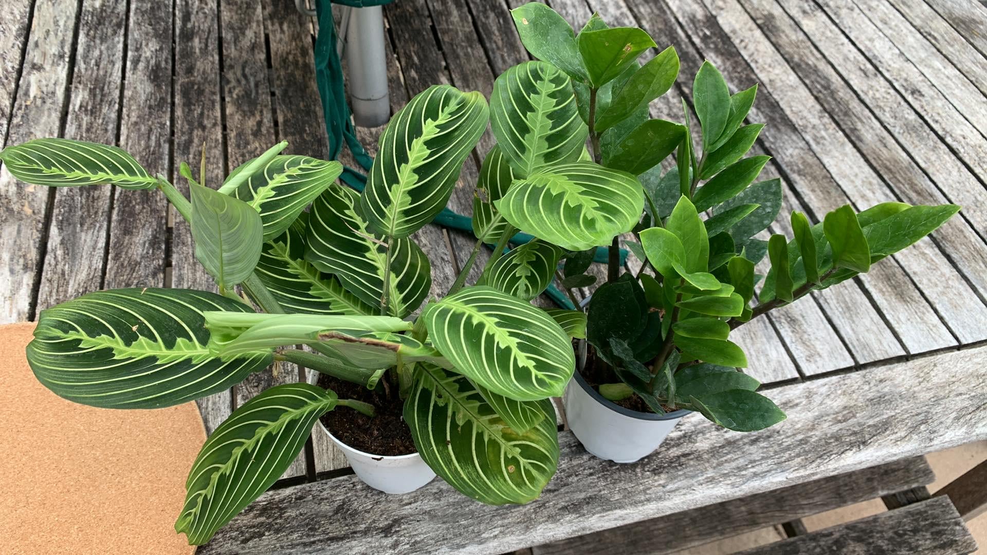 1920x1080 My GF's huge prayer plant, which is flowering again. Banana for scale