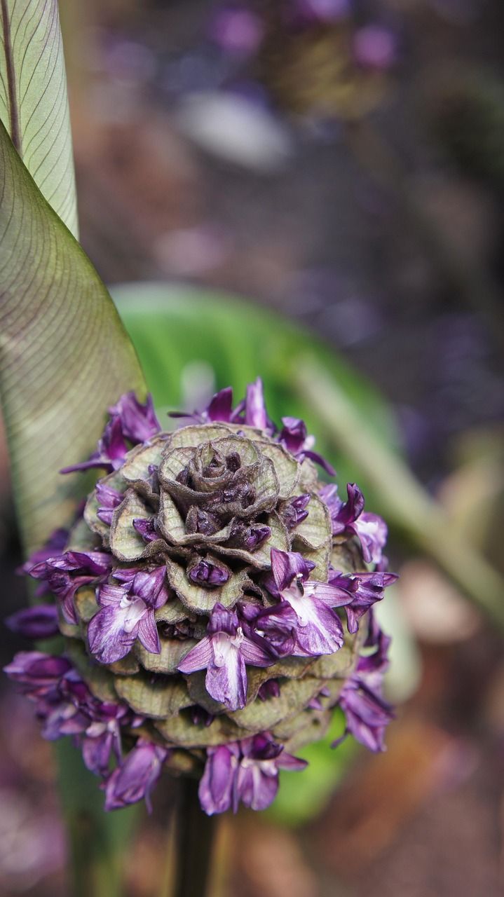 719x1280 Free Maranta & Calathea Image