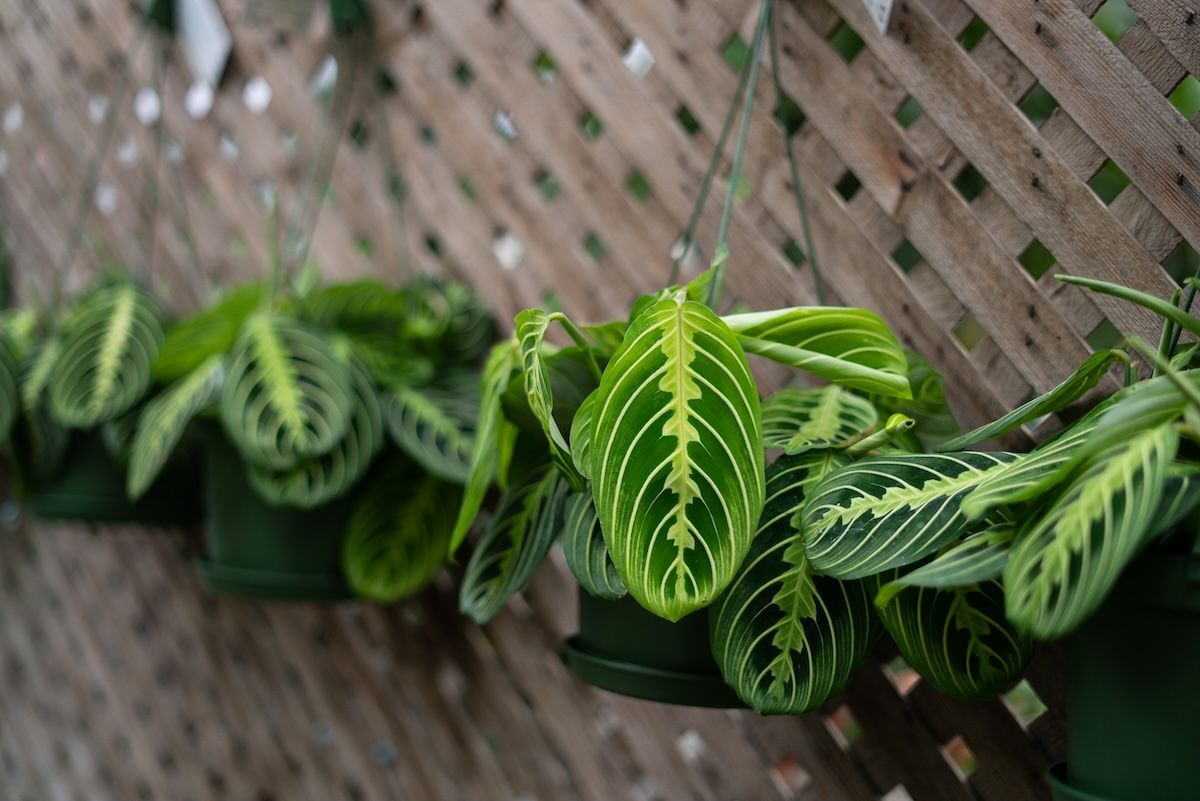 1200x801 Prayer Plant Care Guide: Tips for Thriving Maranta leuconeura