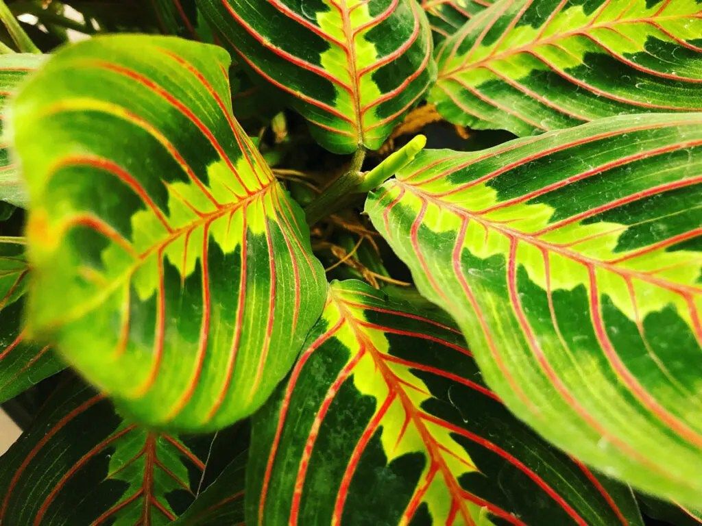 1024x768 Prayer Plant Care: How To Grow This Amazing Indoor Plant