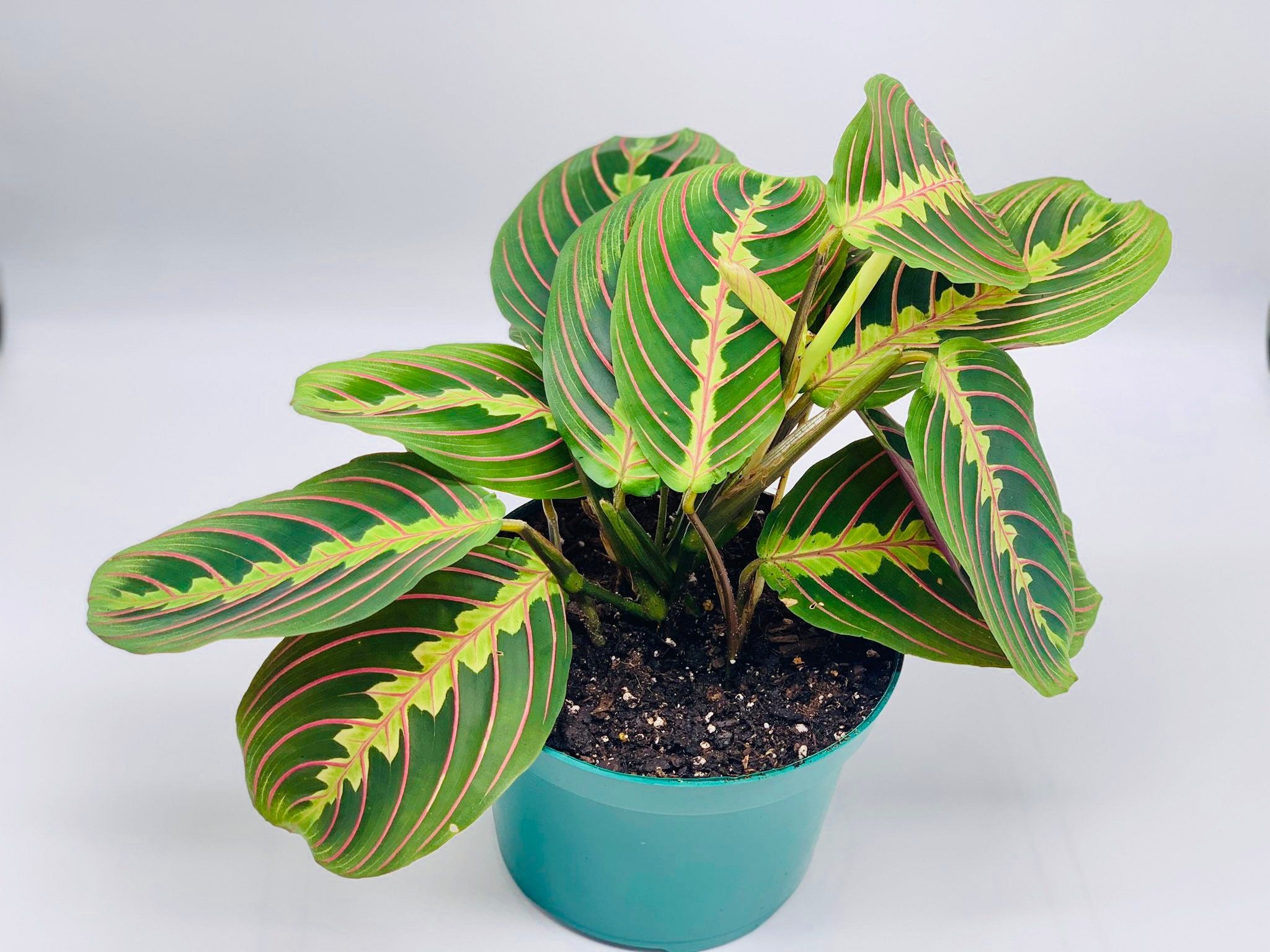 2048x1536 LIVE 6 Inch Pot Red Maranta Prayer Plant, Valentine's Gift, Grandma Christmas Gift, Indoor Potted Vine Plant, Anniversary Gift, Office Plant