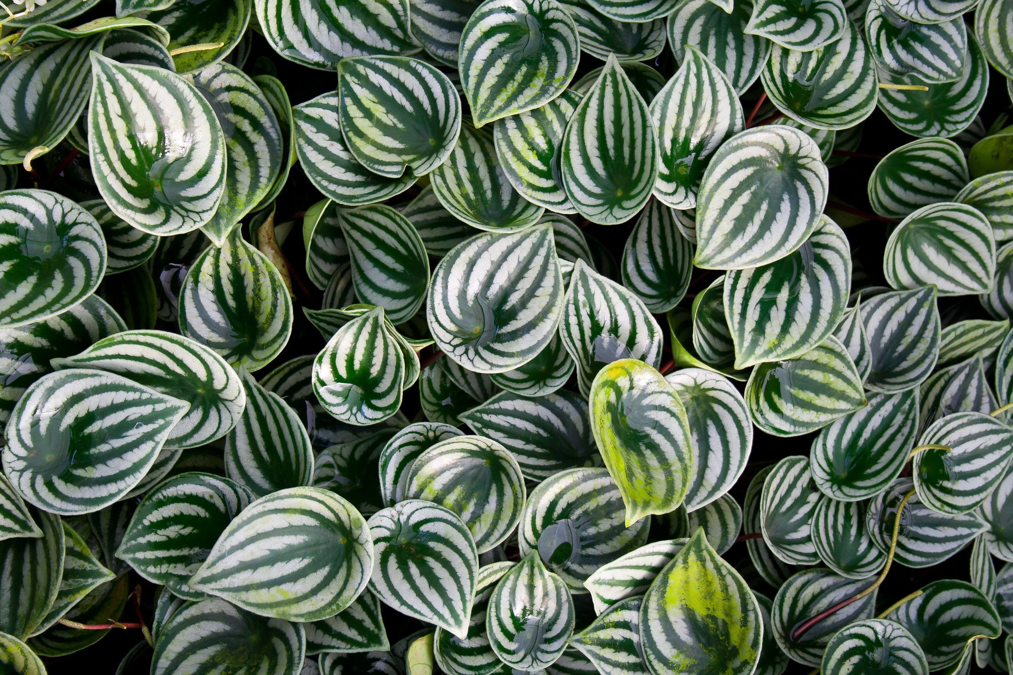 3456x2304 Peperomias