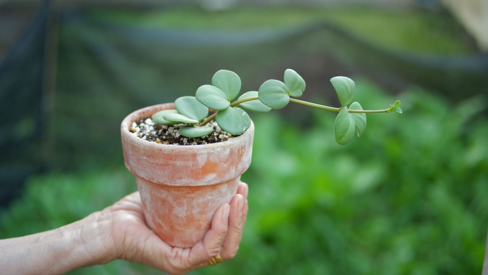 1600x900 How to Plant, Grow and Care For Peperomia Hope