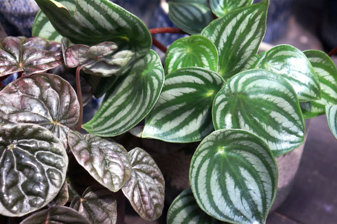 1100x732 Peperomia TREE NURSERY