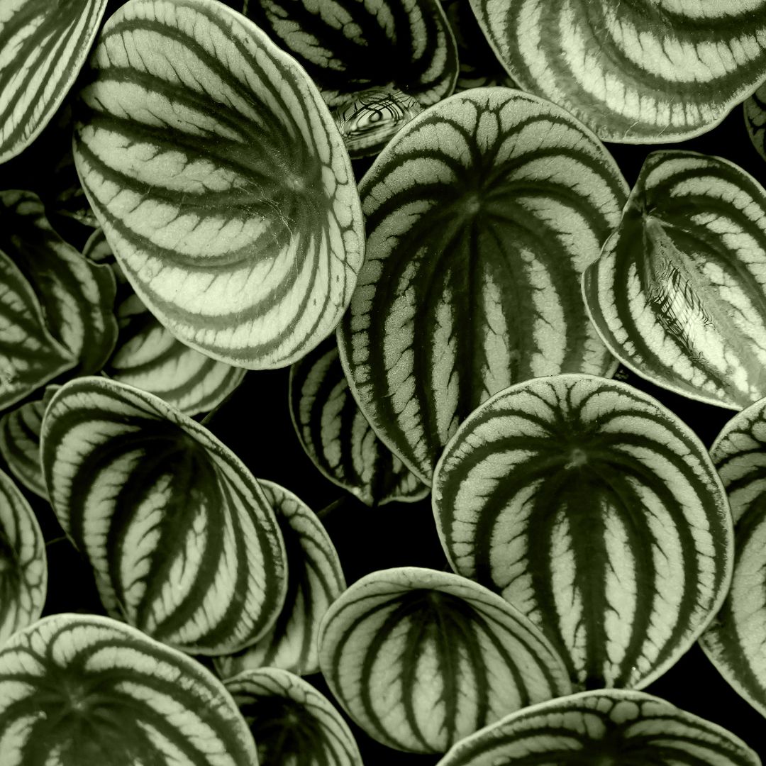 1080x1080 Shop Peperomia Hope M online