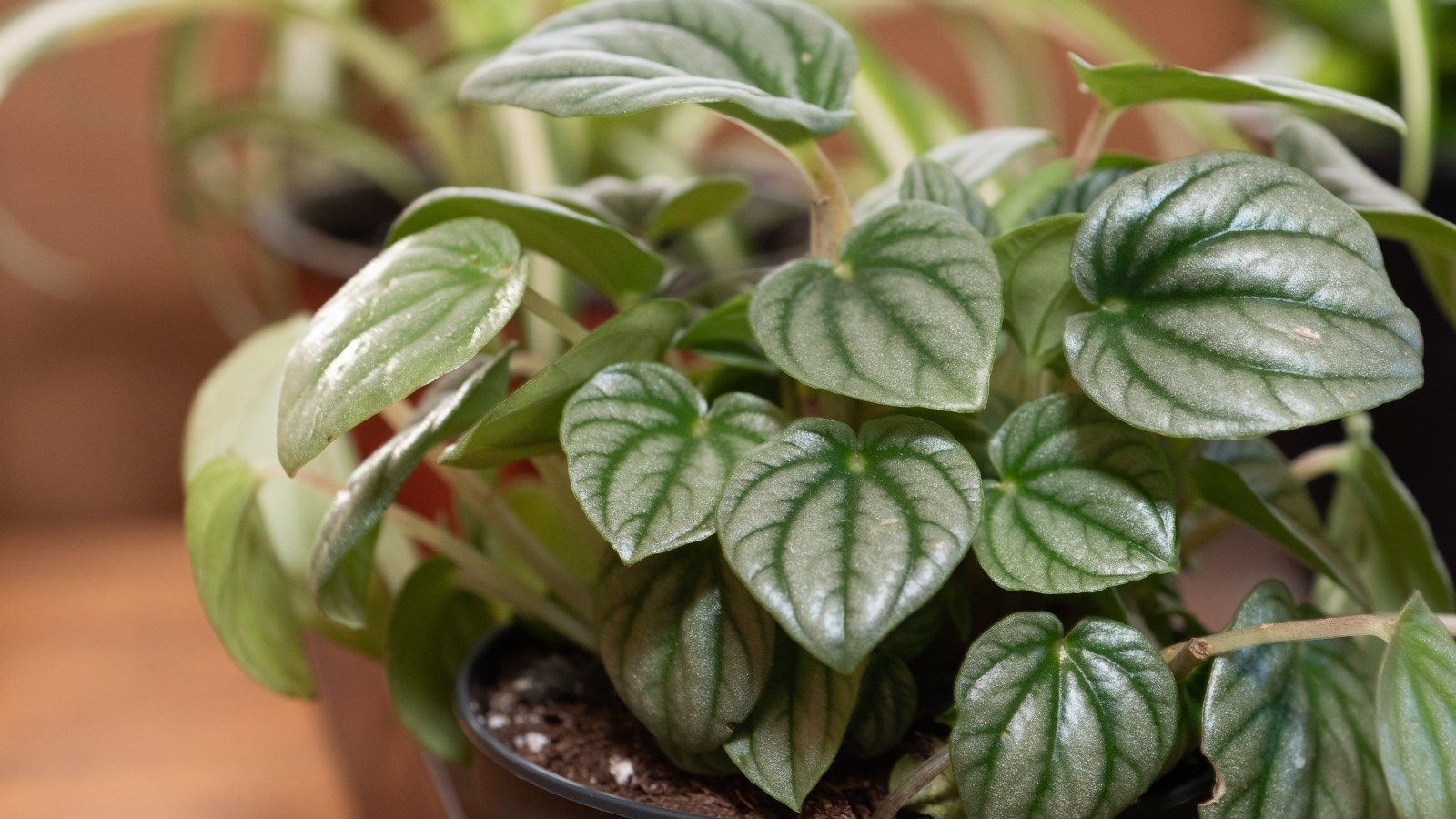 1600x900 Slow Growing Peperomia Is A Low Maintenance Plant