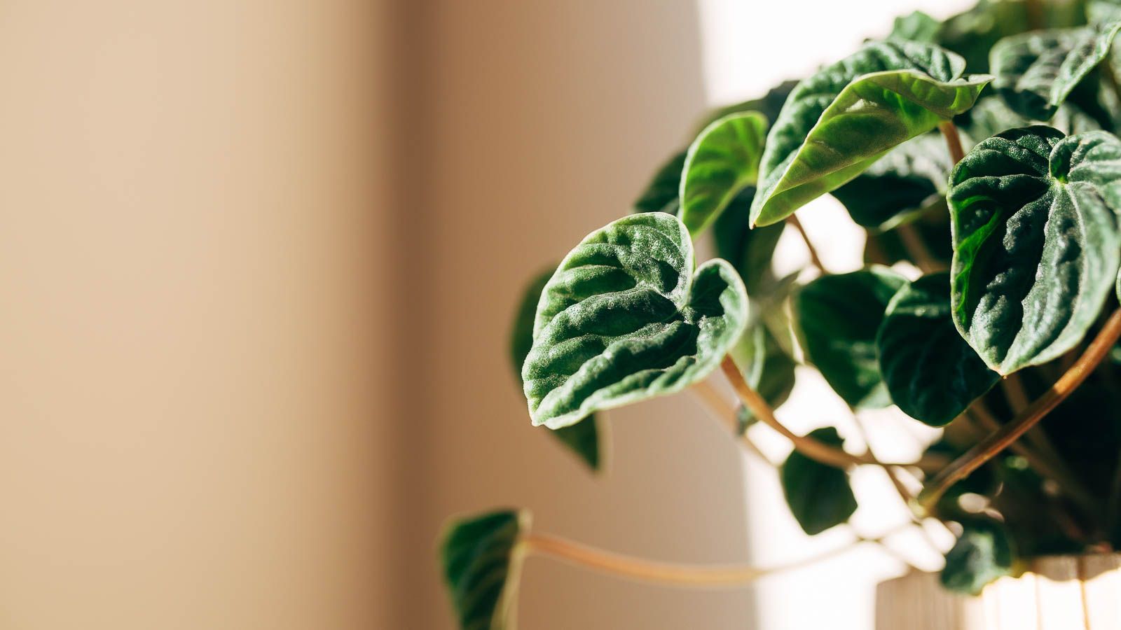 1600x900 How to Plant, Grow, and Care for Peperomia