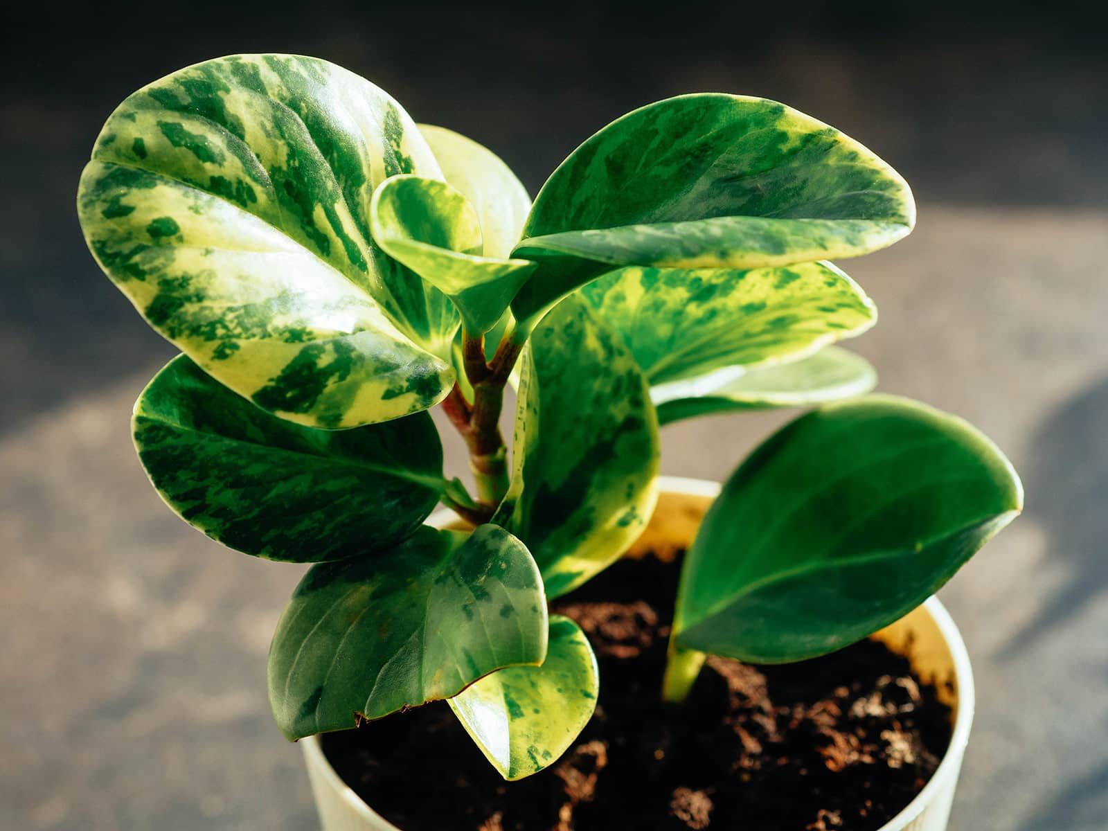 1600x1200 Beginner's Guide to Baby Rubber Plant Care (Peperomia Obtusifolia)