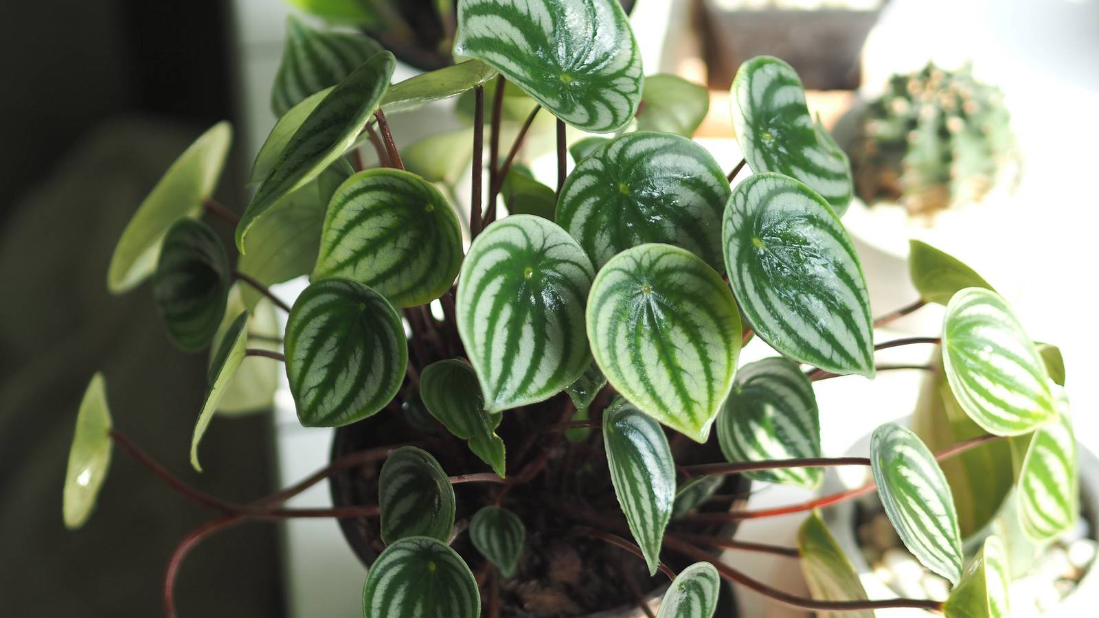 1600x900 How to Properly Water Your Peperomia Plant