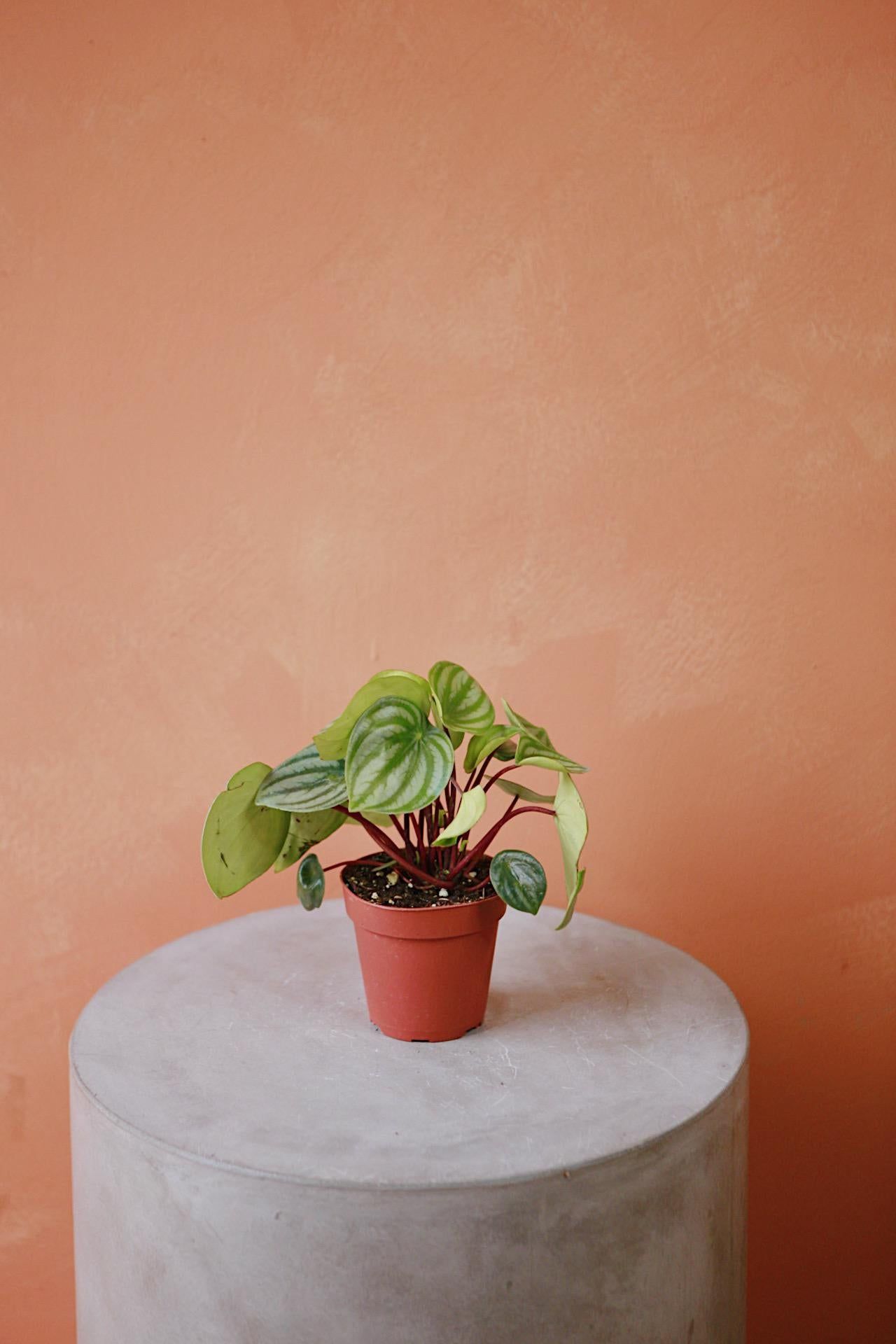 1280x1920 Watermelon Peperomia
