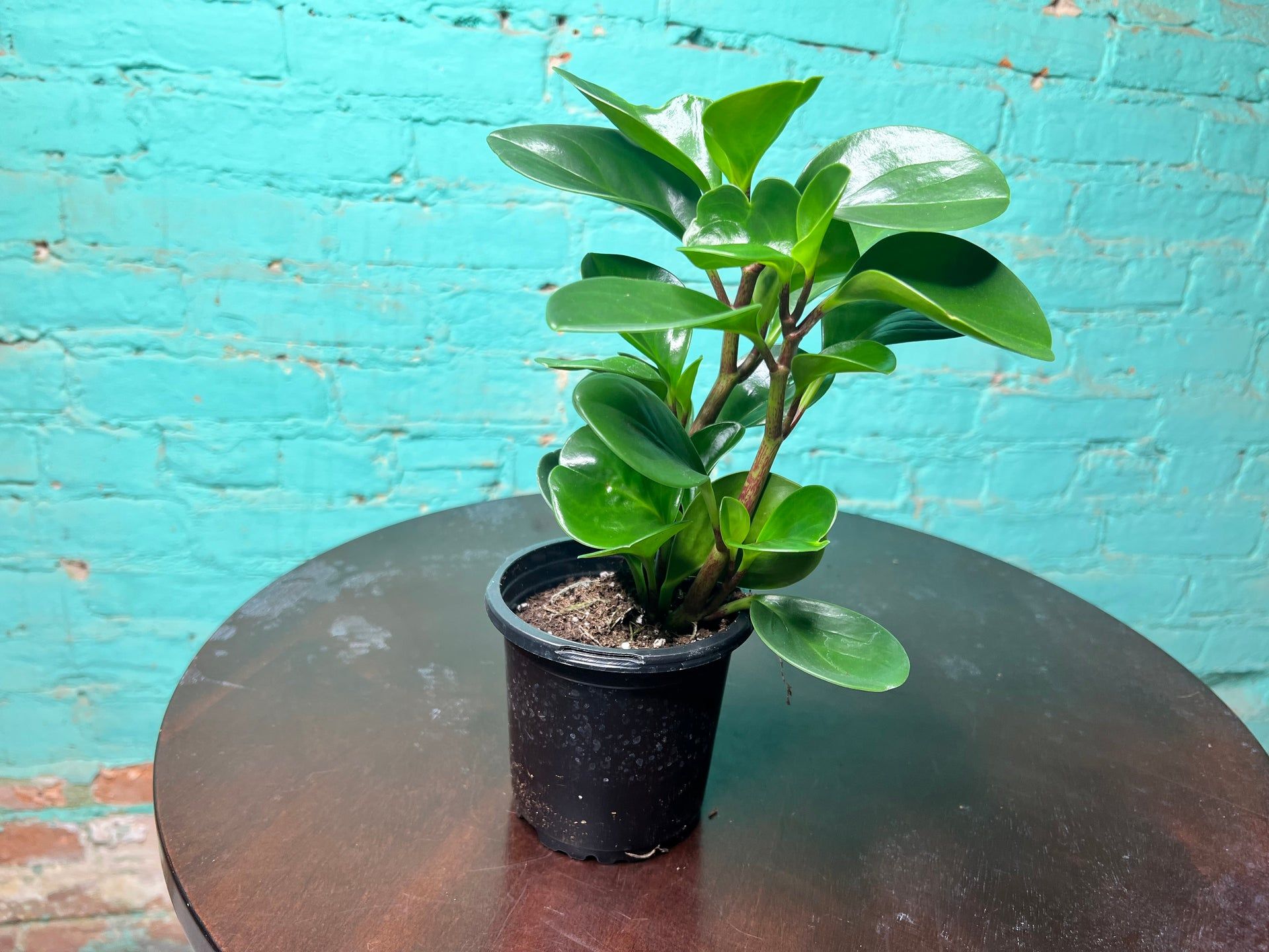 1920x1440 Peperomia- Spoonleaf