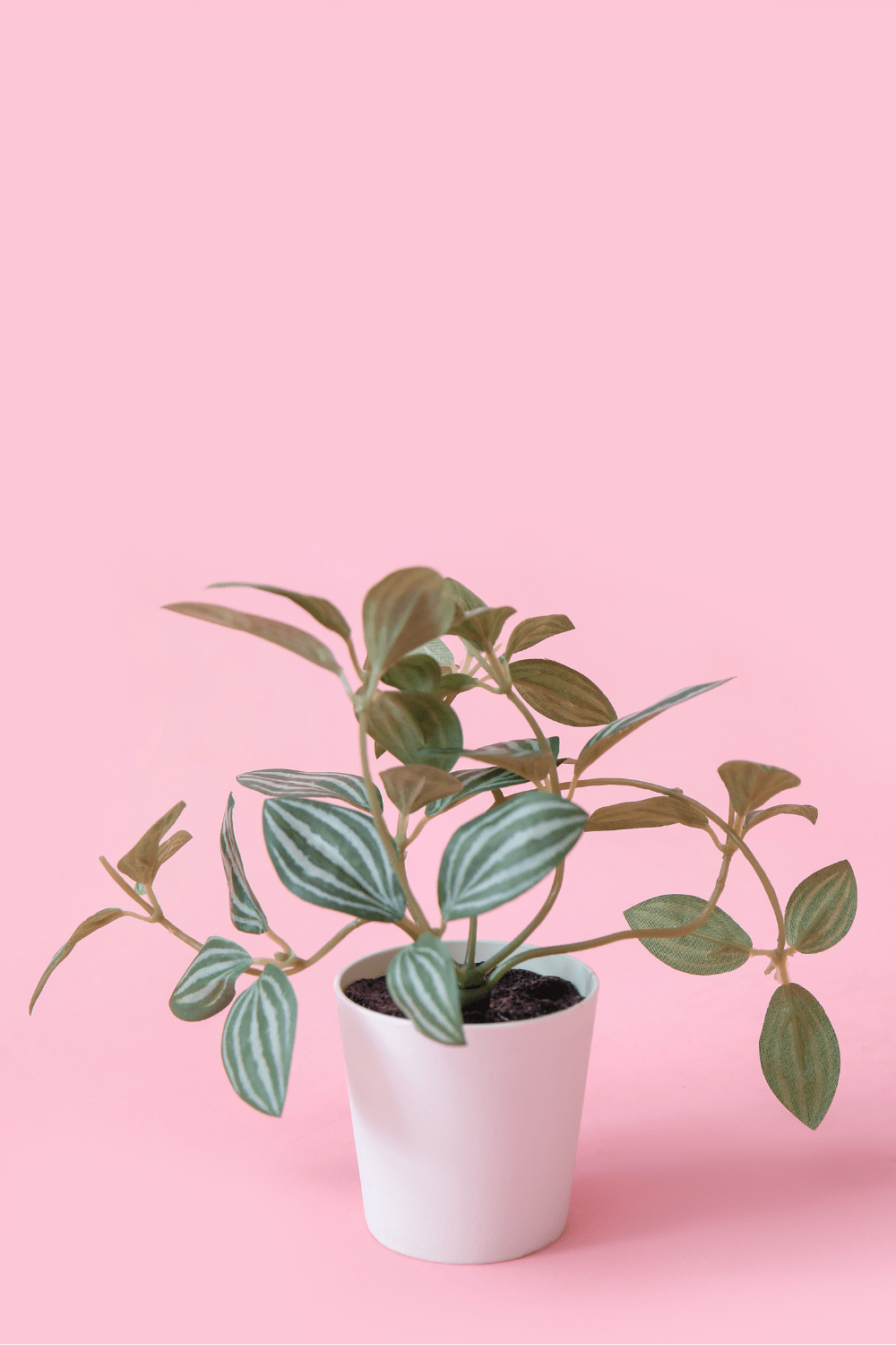 1000x1500 Best Soil For Peperomia