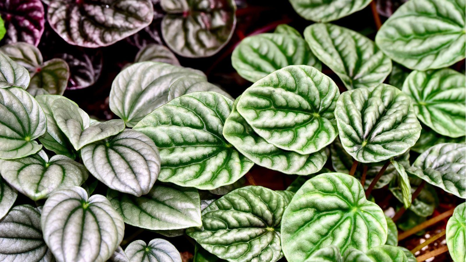 1600x900 How to care for peperomia plants: 3 tips from houseplant experts. Homes and Gardens