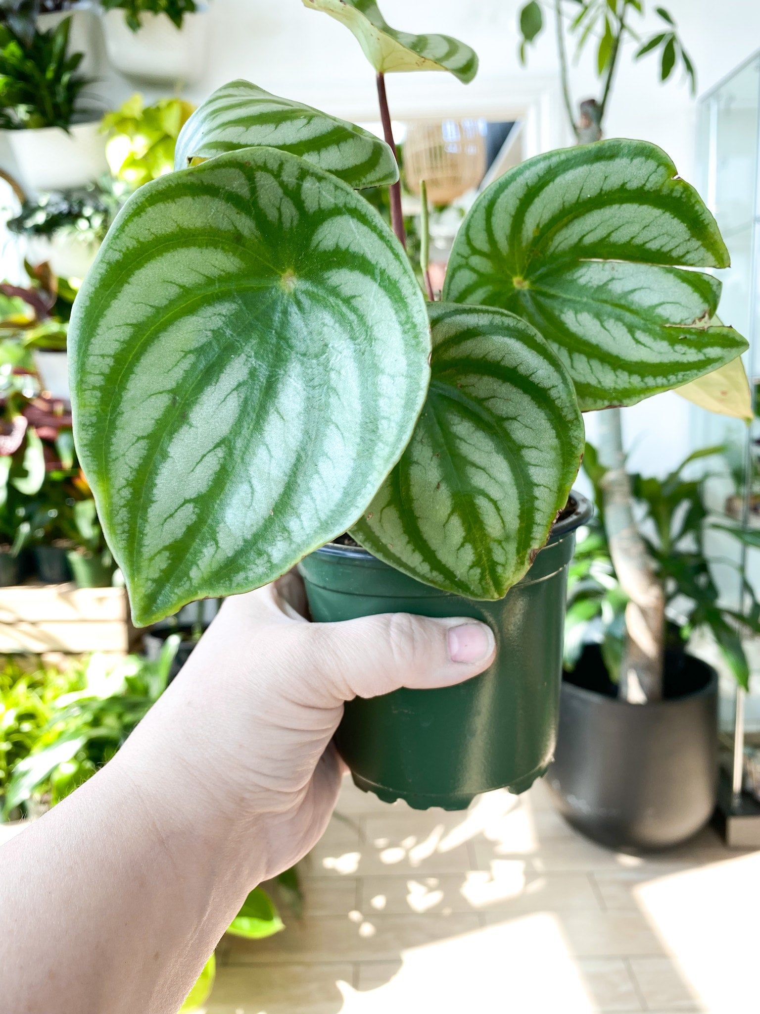 1536x2048 Peperomia Watermelon (Argyreia)