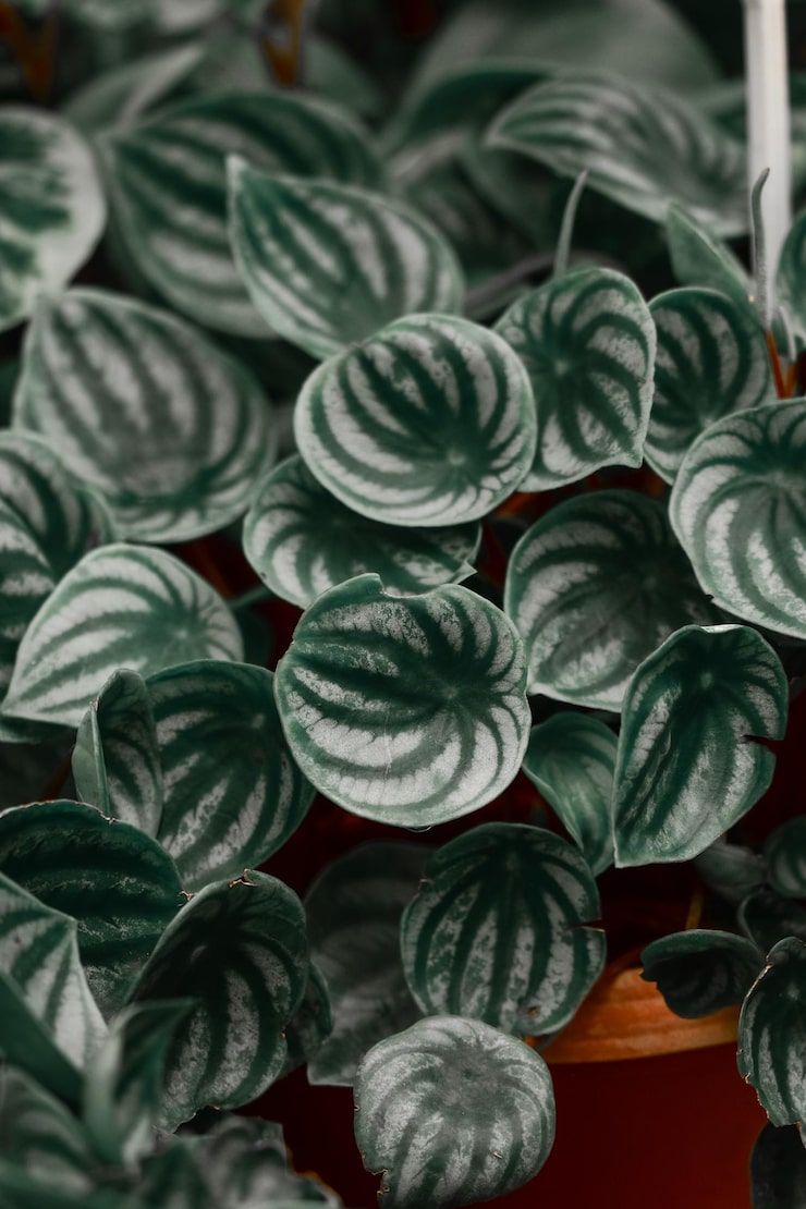 740x1110 Peperomia Image